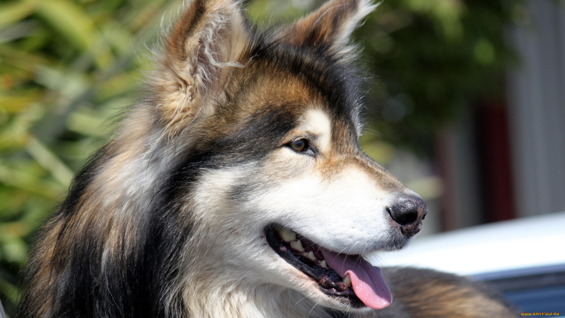 животные, собаки, собака, взгляд