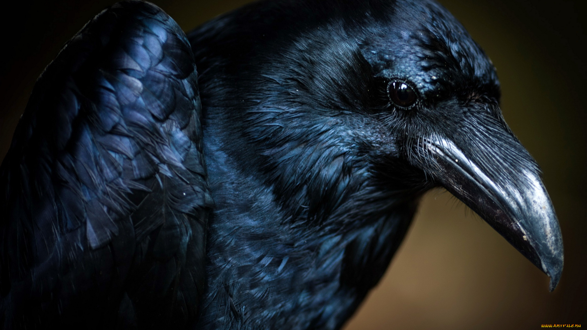 животные, вороны, грачи, галки, ворон