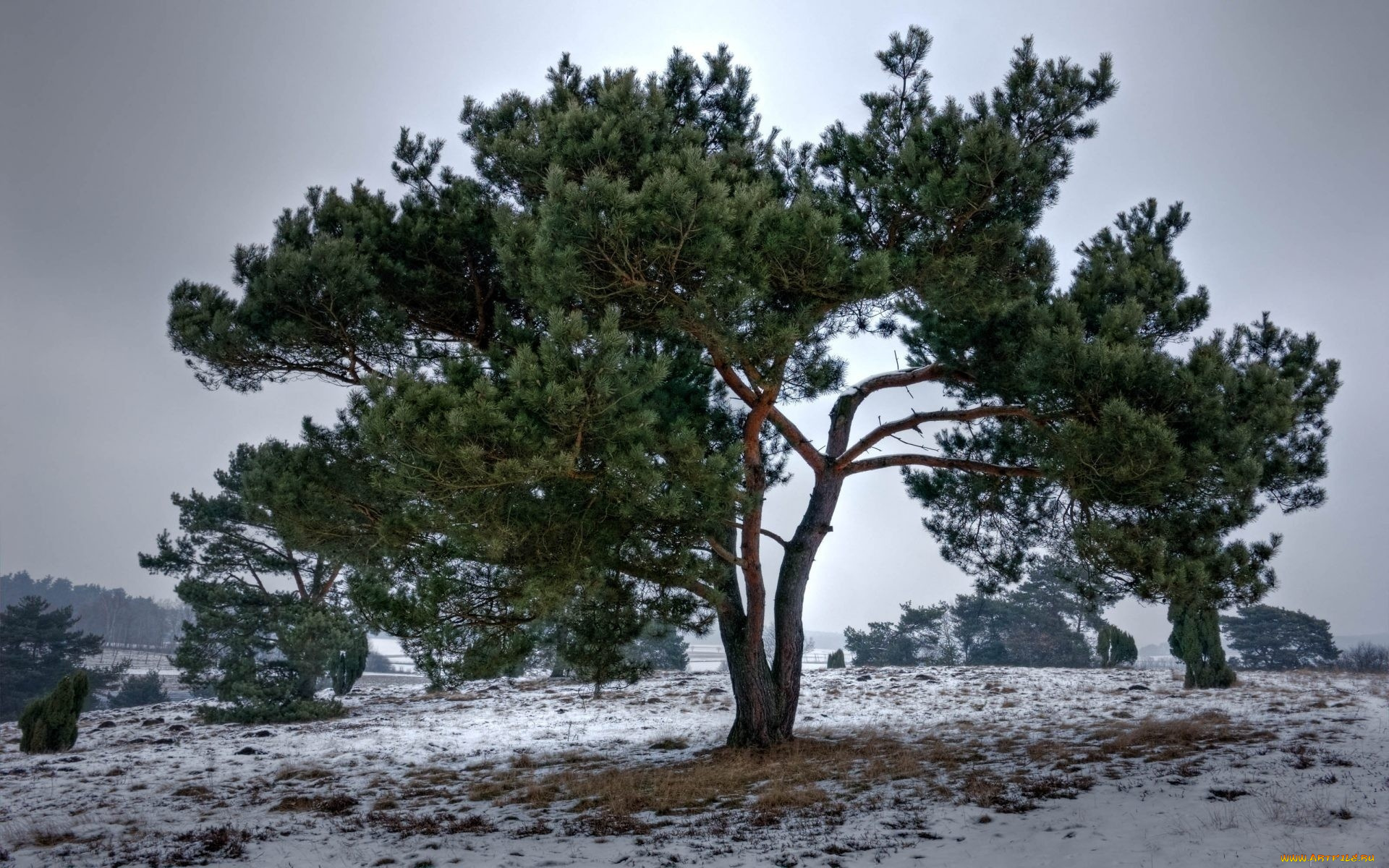 природа, деревья, ель, дерево, ветки