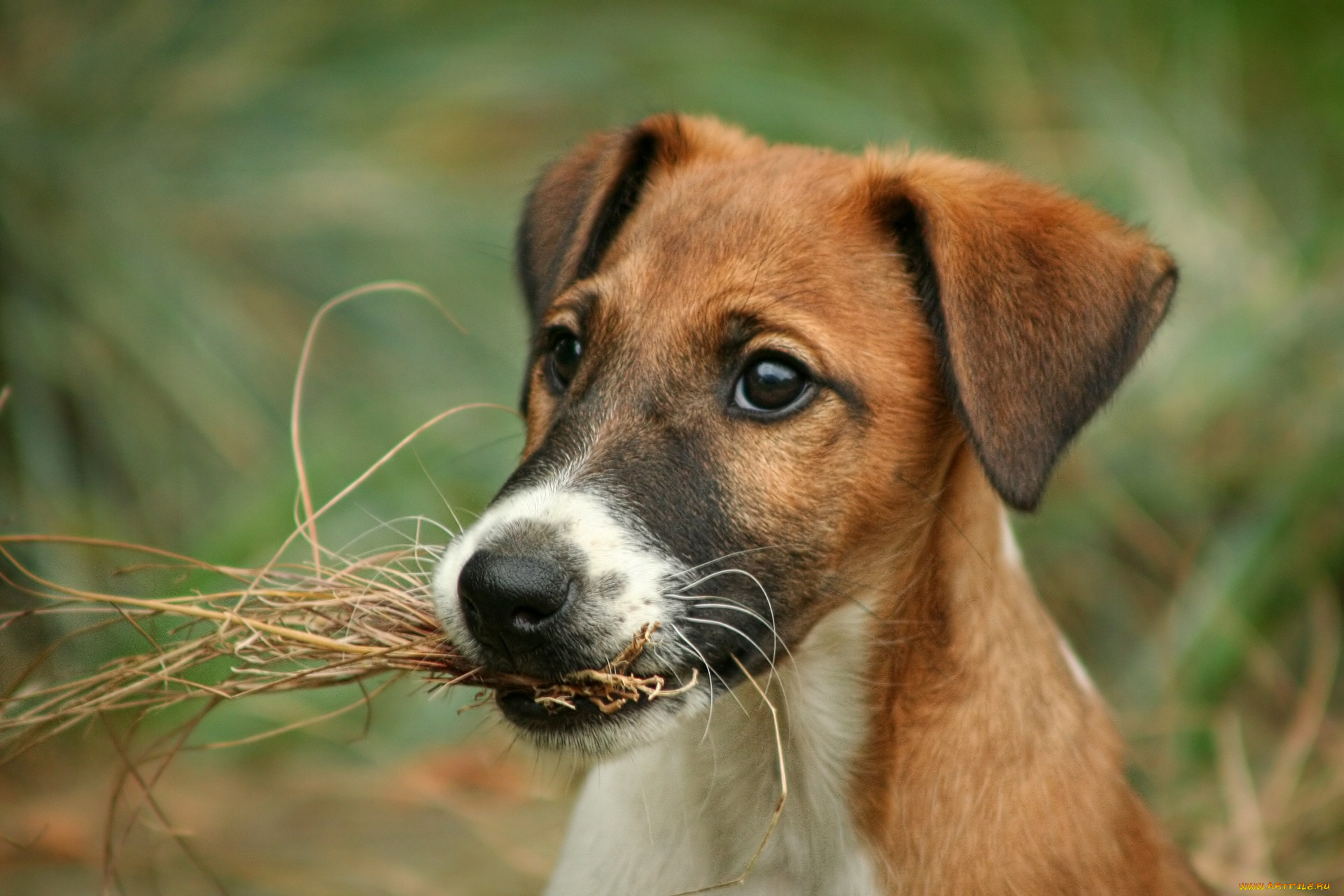 животные, собаки, морда, фокстерьер