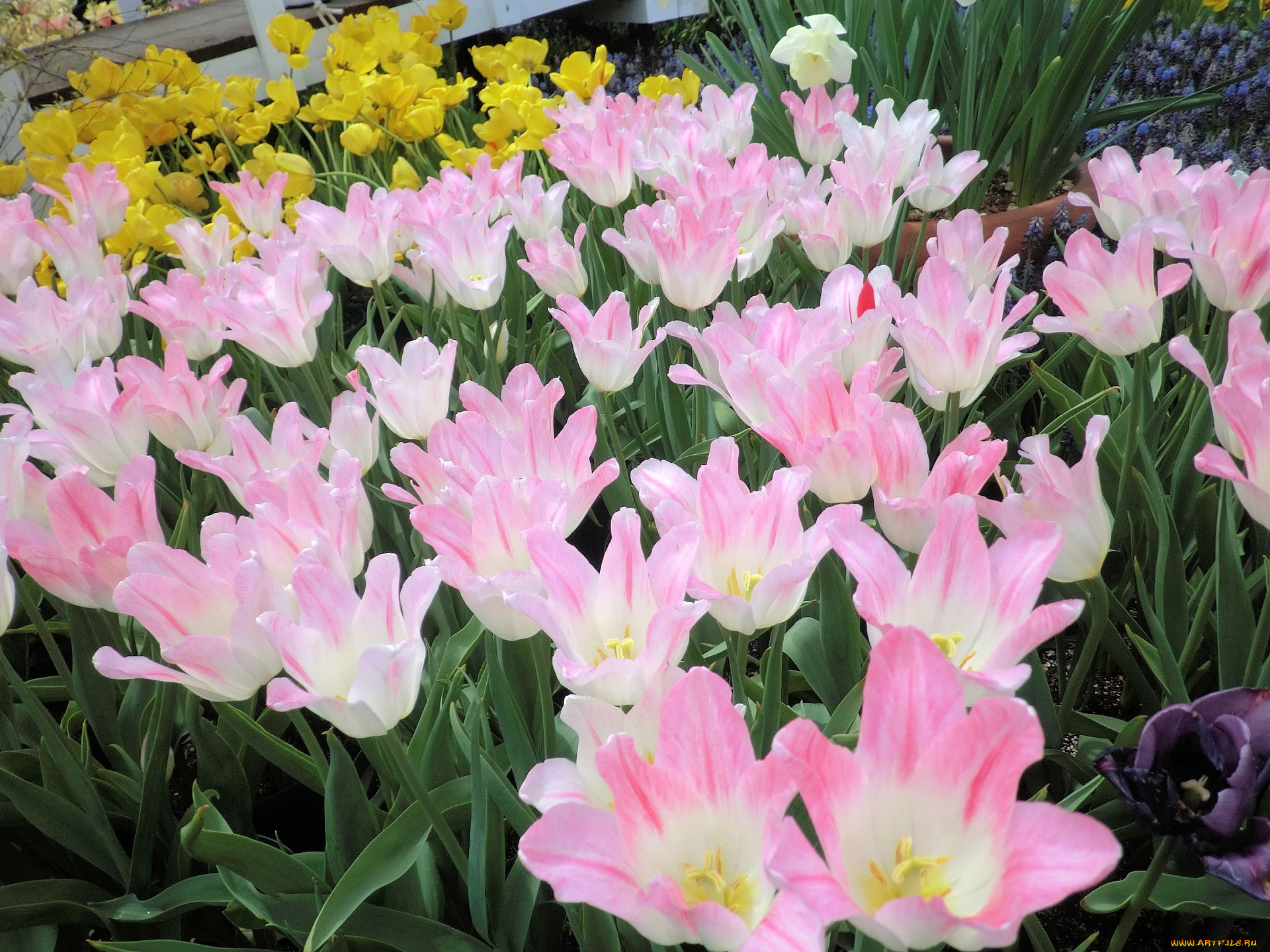 цветы, тюльпаны