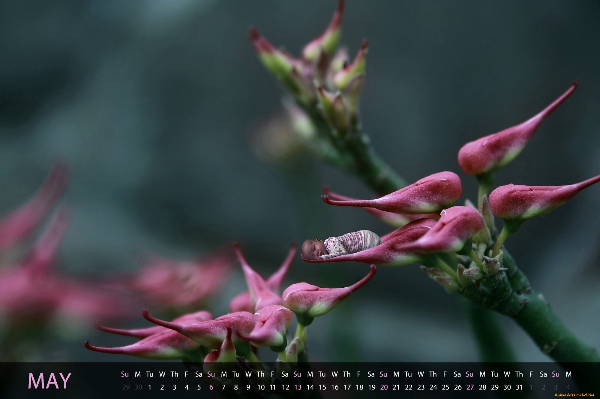 календари, дети, цветок, малыш, сон