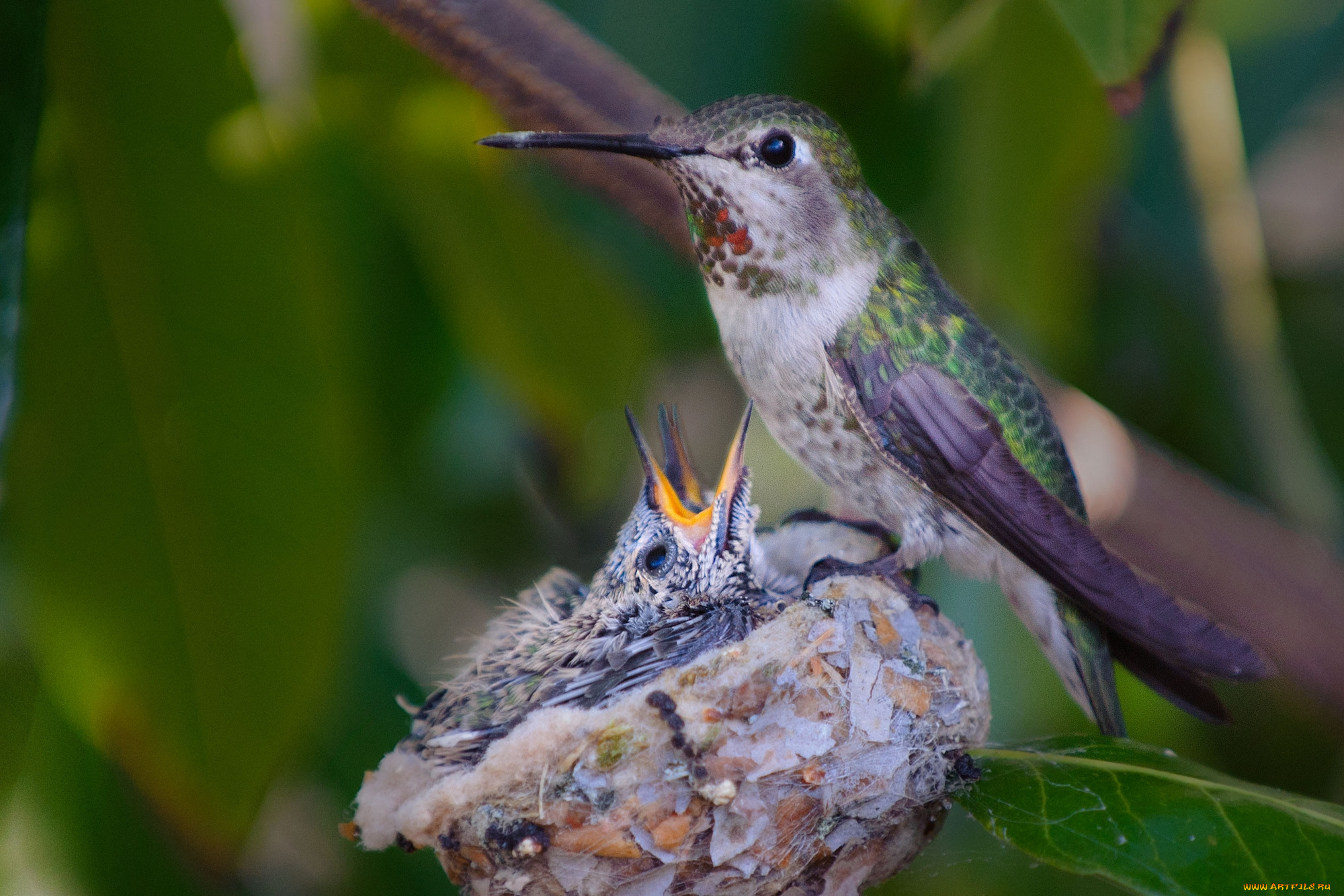 животные, колибри, птицы, птенцы