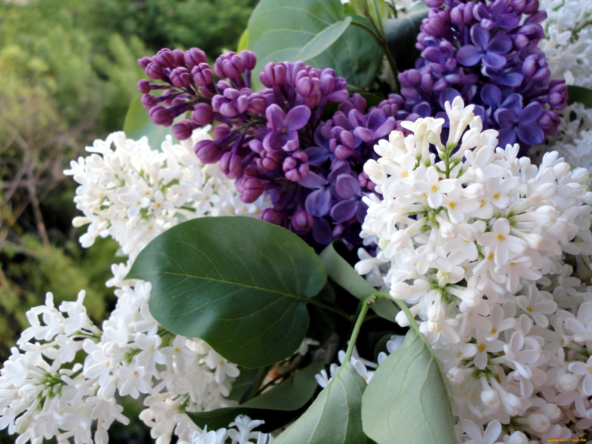 цветы, сирень, белый, букет, лиловый