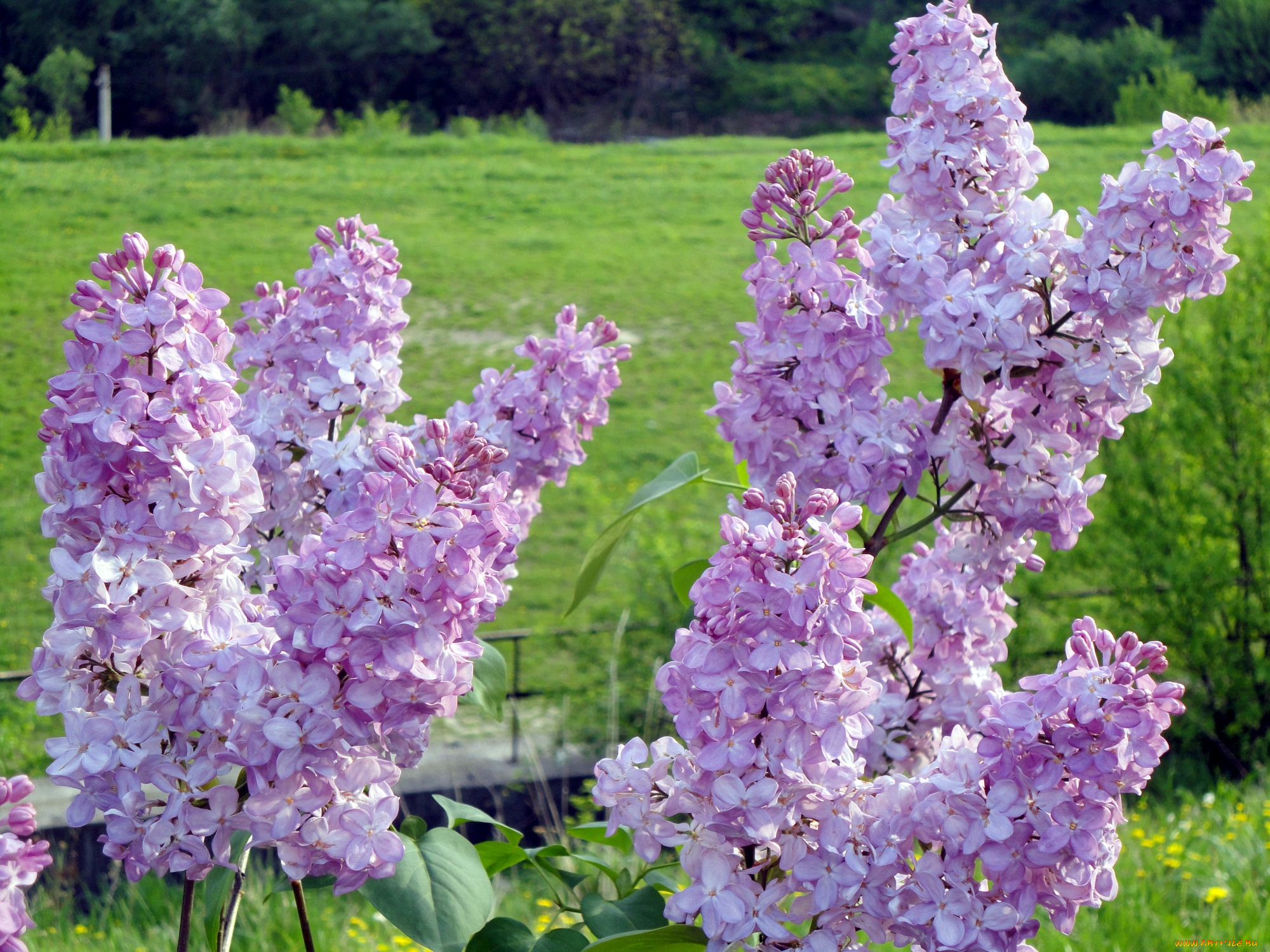 цветы, сирень, ветки, цветение, сиреневый