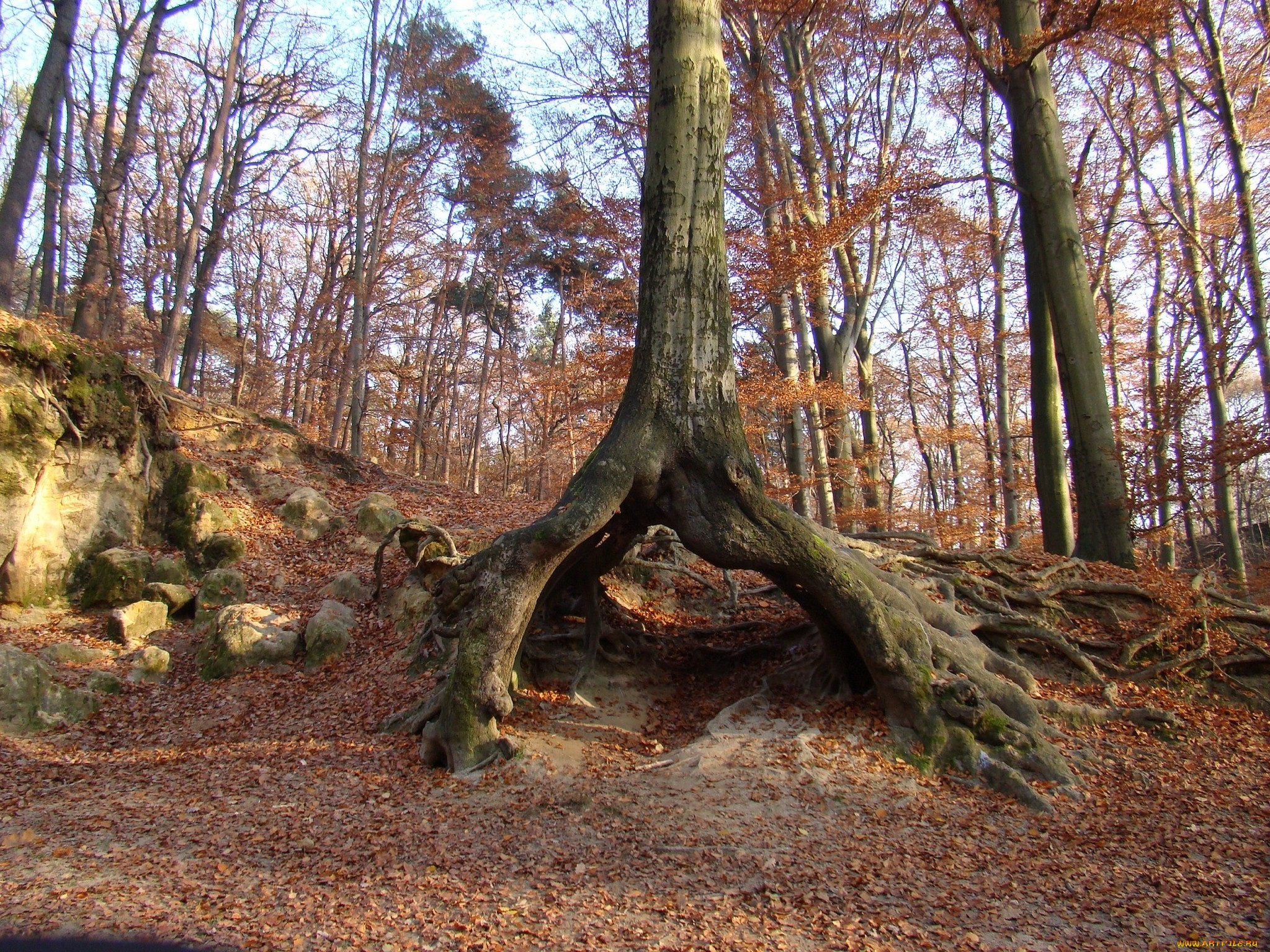 природа, деревья, дерево, корни, листья, осень