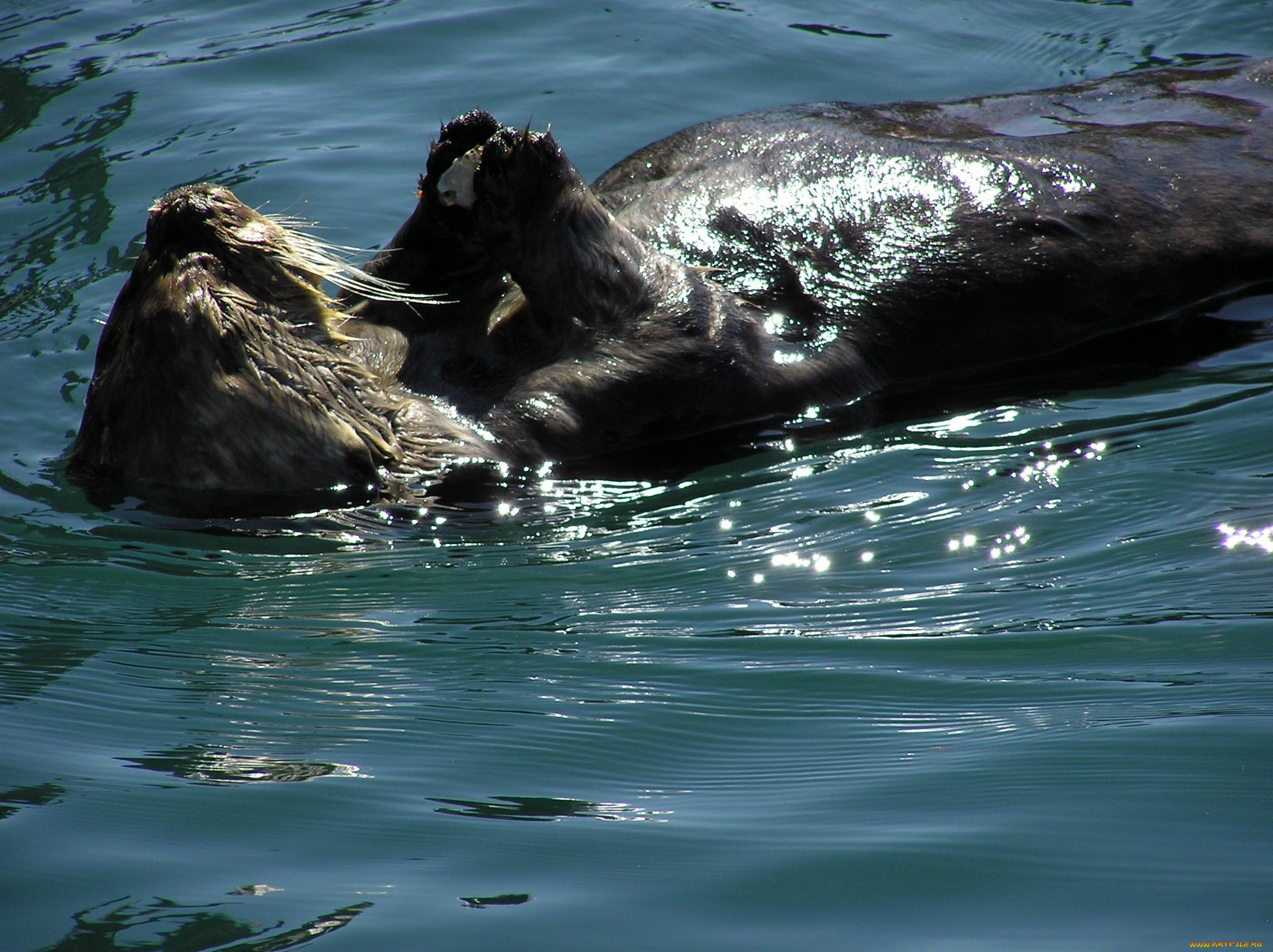 животные, выдры, каланы, ондатры, bober