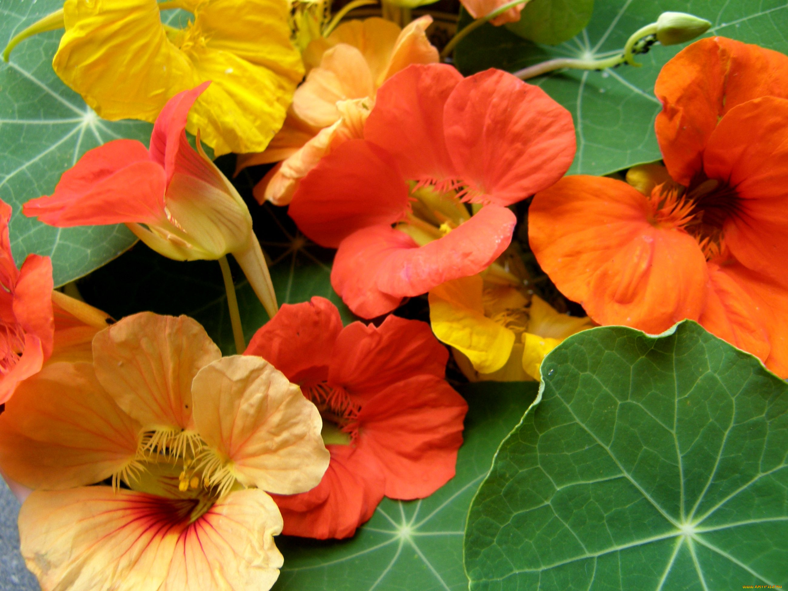 цветы, настурции, желтый, оранжевый