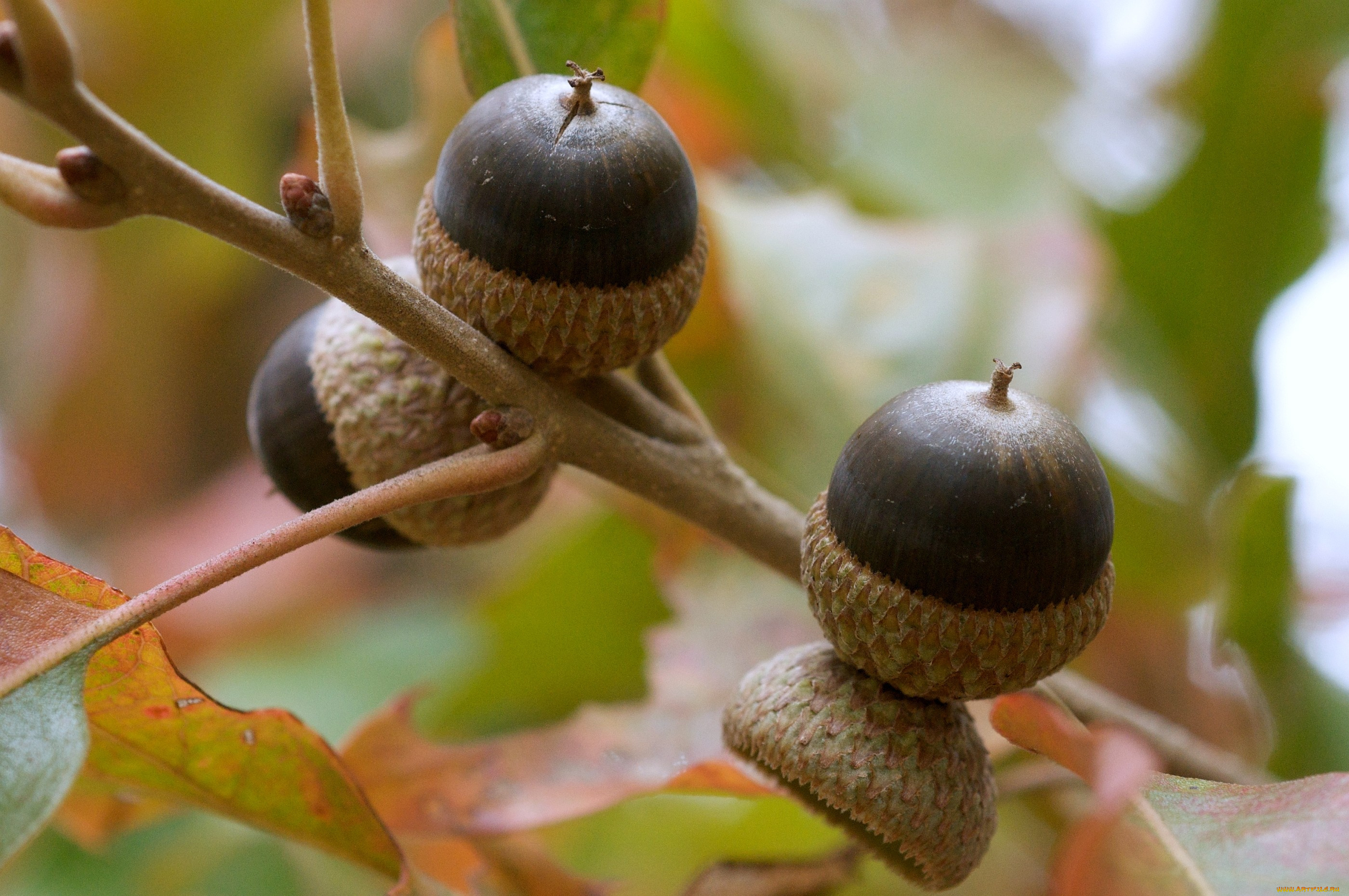 природа, шишки, жёлуди, каштаны, жёлудь, ветка