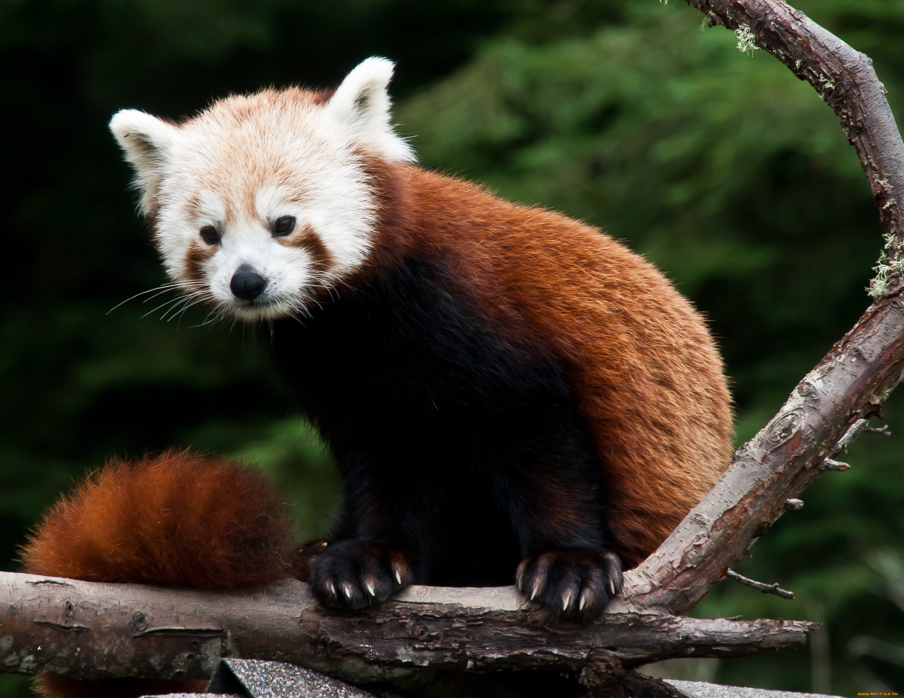 животные, панды, фауна