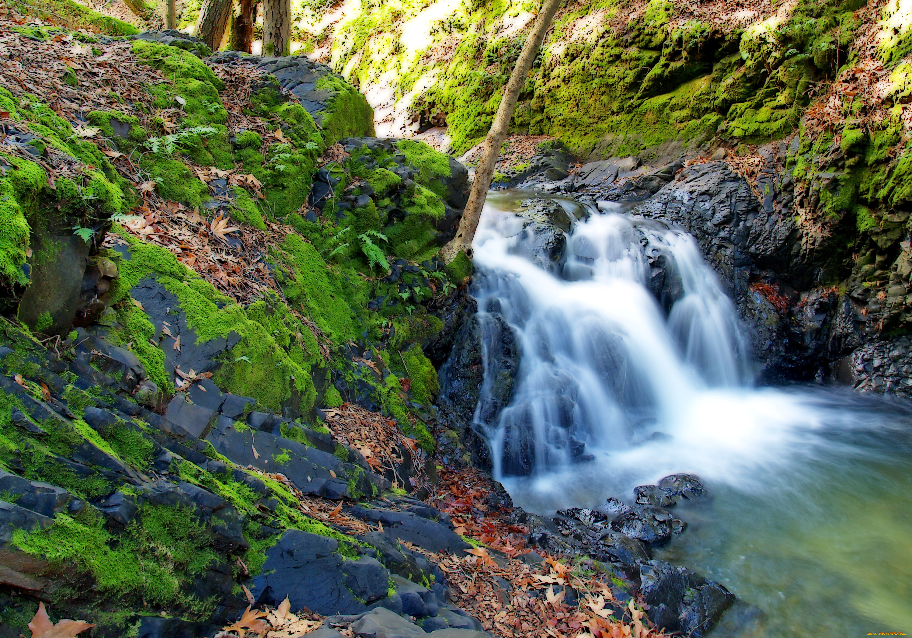 природа, реки, озера, зелень, поток, течение, лес