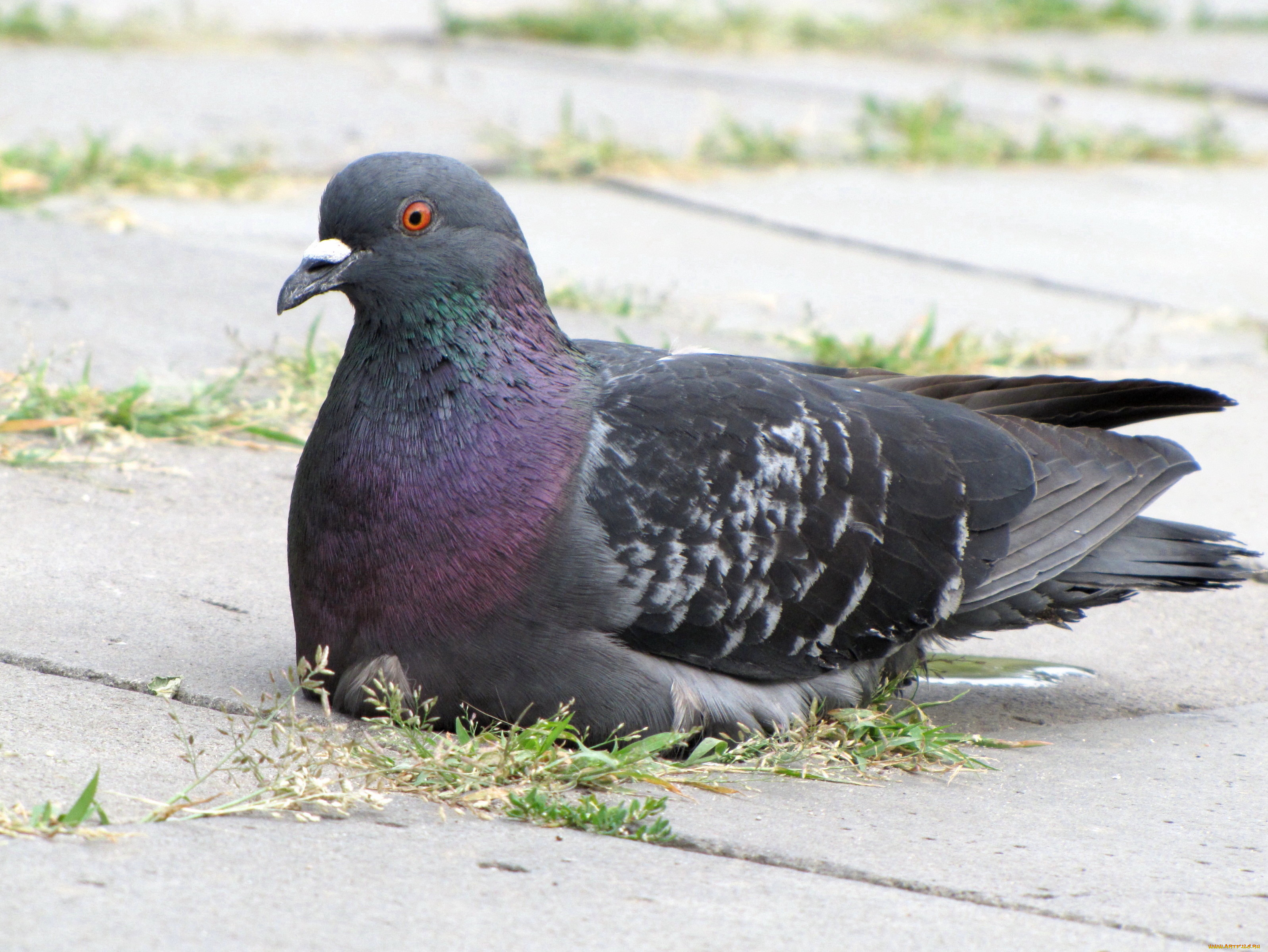 животные, голуби, отдых