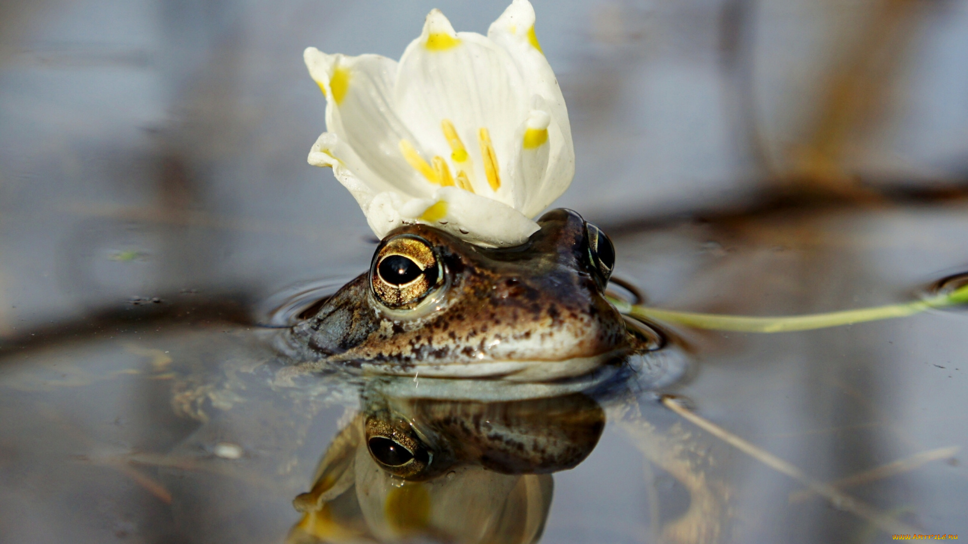 царевна, лягушка, животные, лягушки, цветок, корона, вода, царевна-лягушка