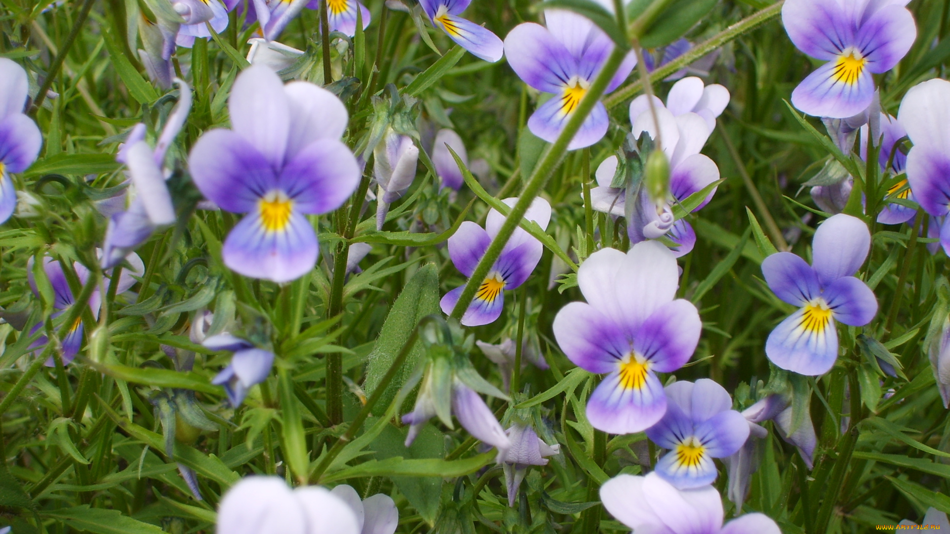 цветы, анютины, глазки, садовые, фиалки