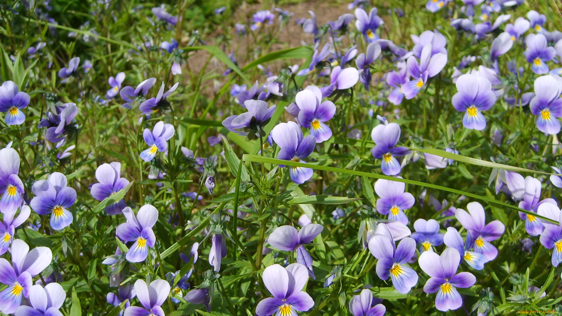 цветы, анютины, глазки, садовые, фиалки, голубые, трава