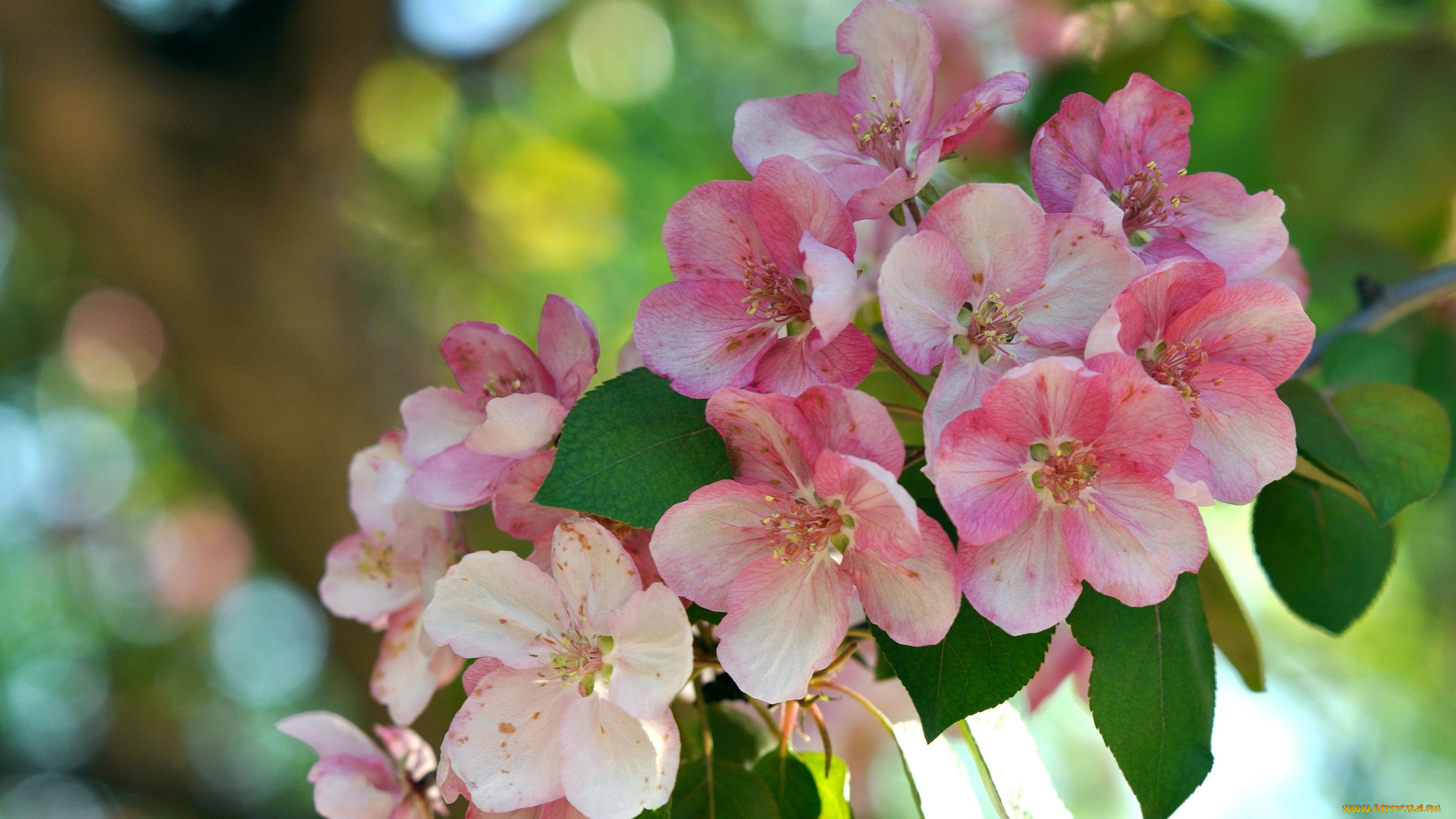цветы, цветущие, деревья, кустарники, цветение, макро, ветка