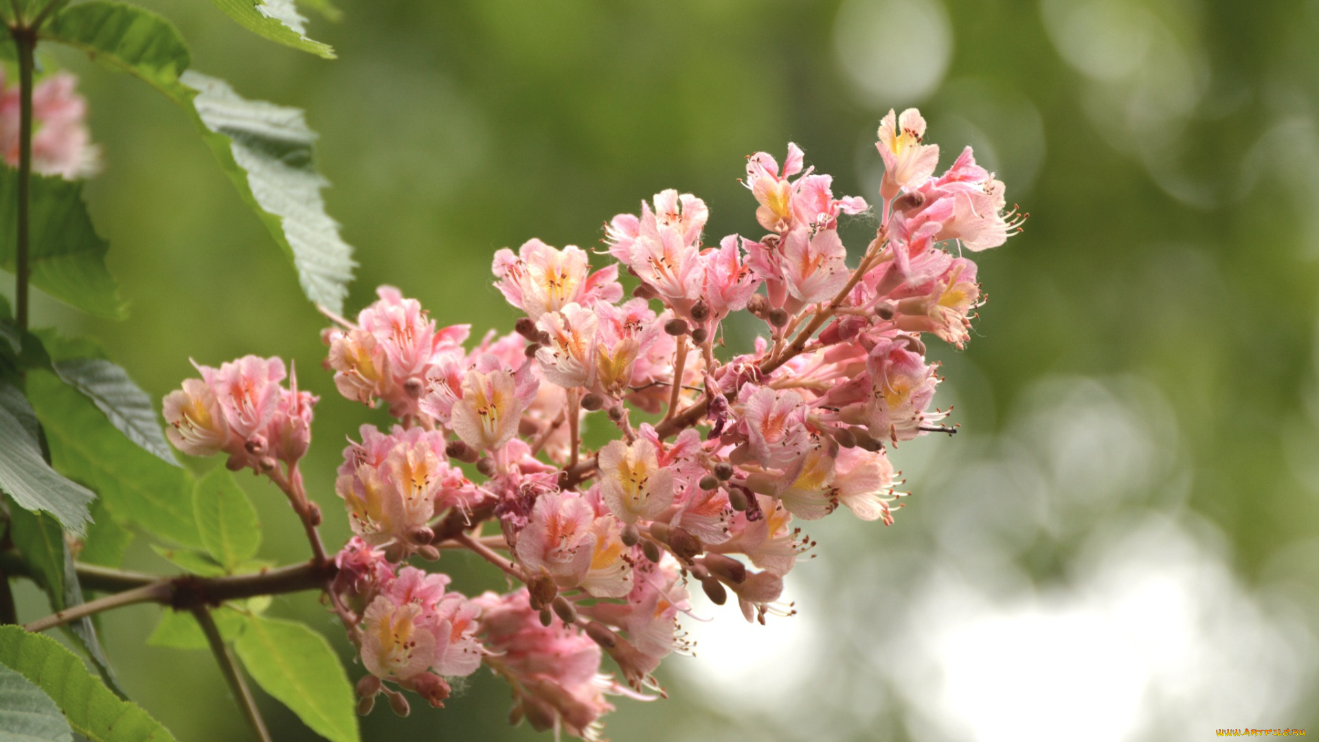 цветы, цветущие, деревья, кустарники, розовый, каштан, соцветие, макро