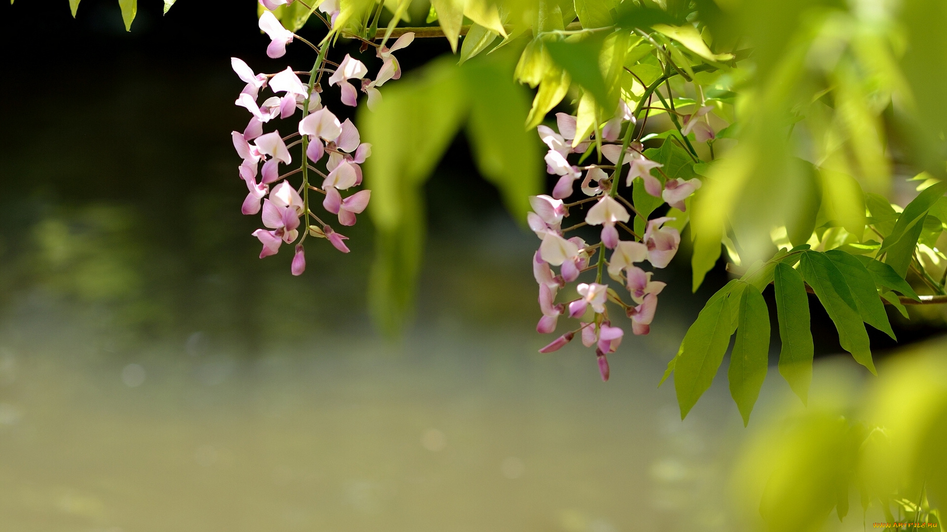 цветы, глициния, вистерия