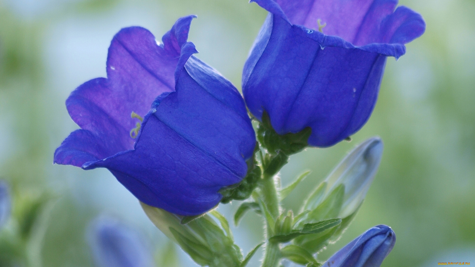 цветы, колокольчики, макро