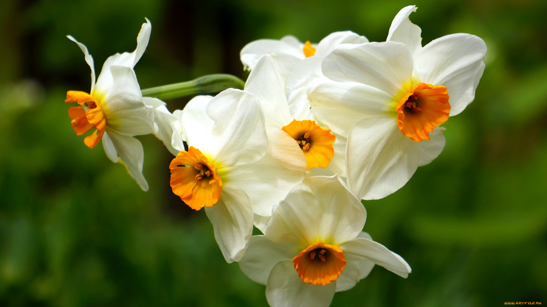 цветы, нарциссы, макро