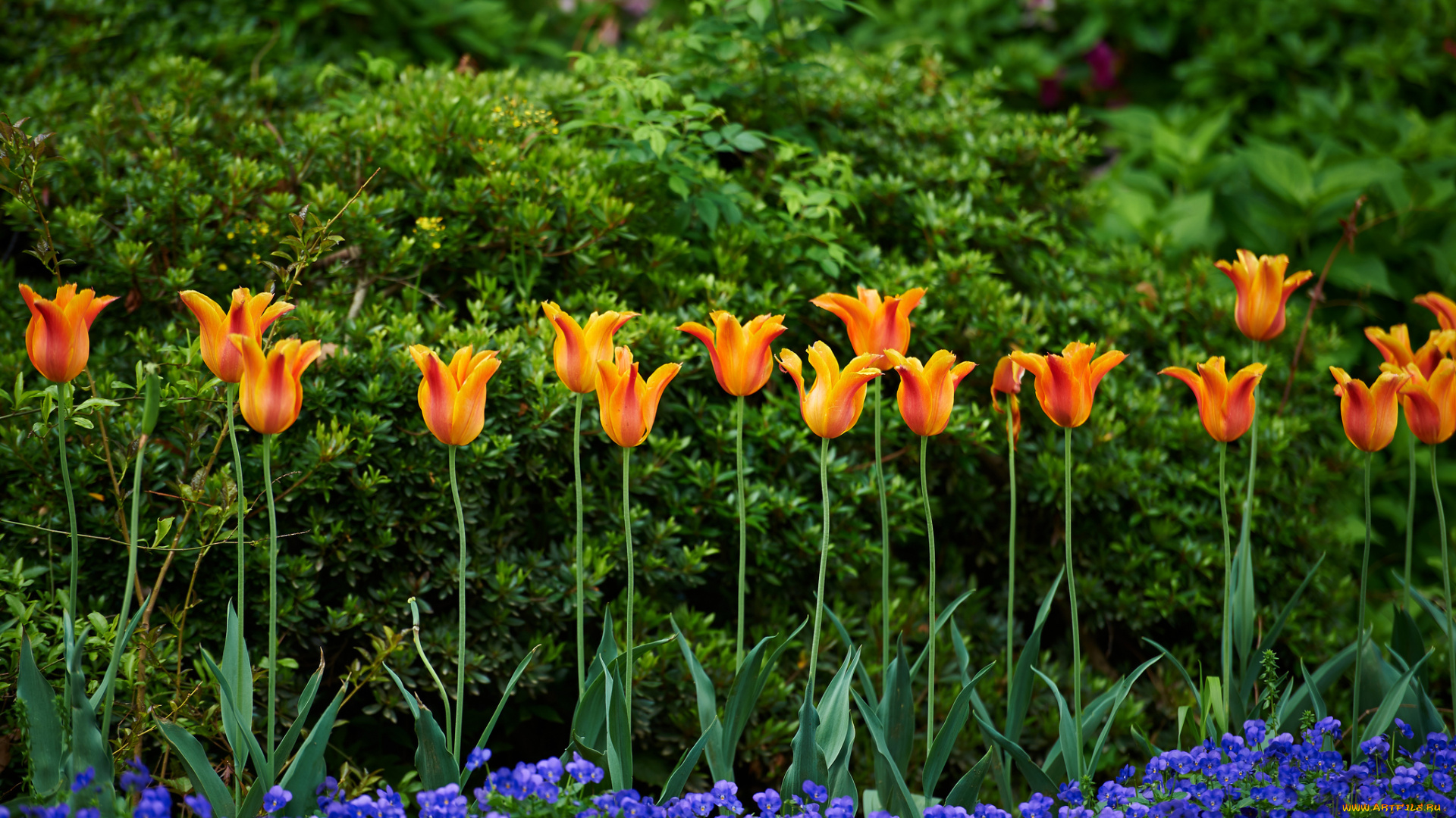 цветы, разные, вместе, анютины, глазки, тюльпаны, виола