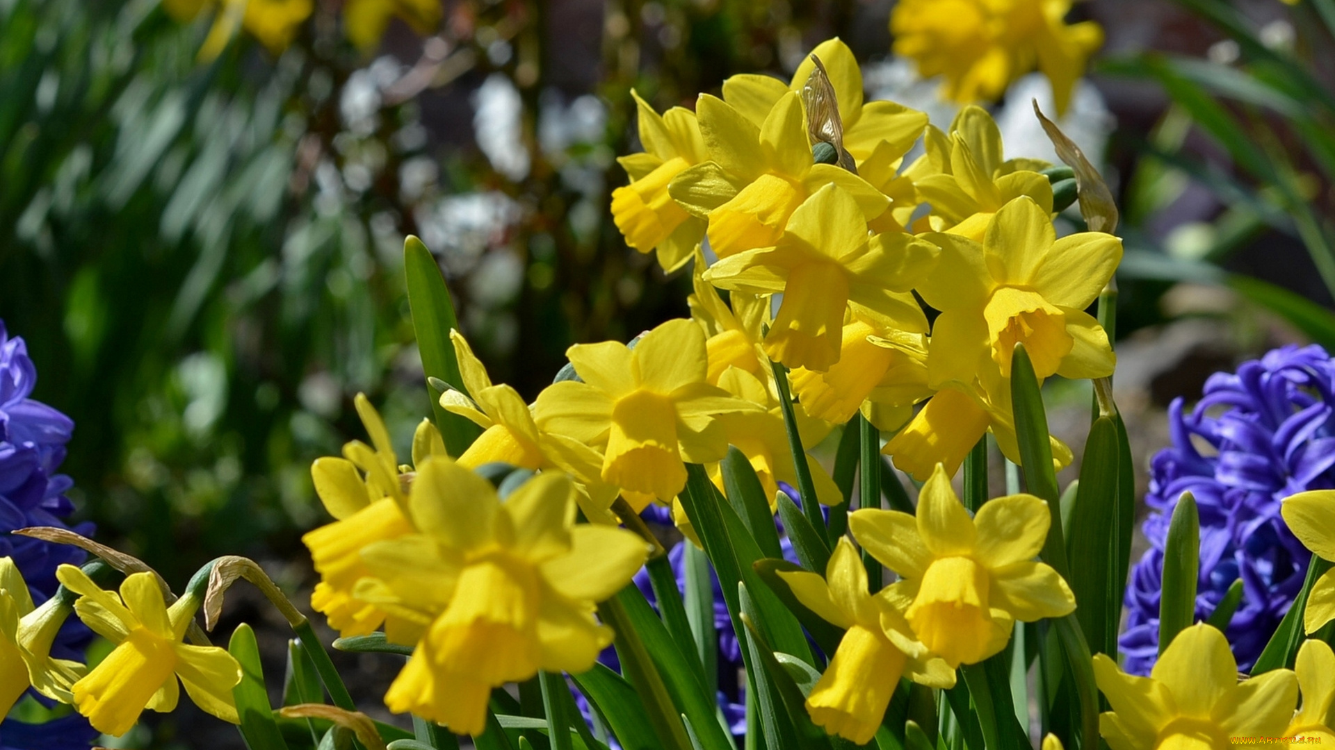 цветы, разные, вместе, нарциссы, гиацинты