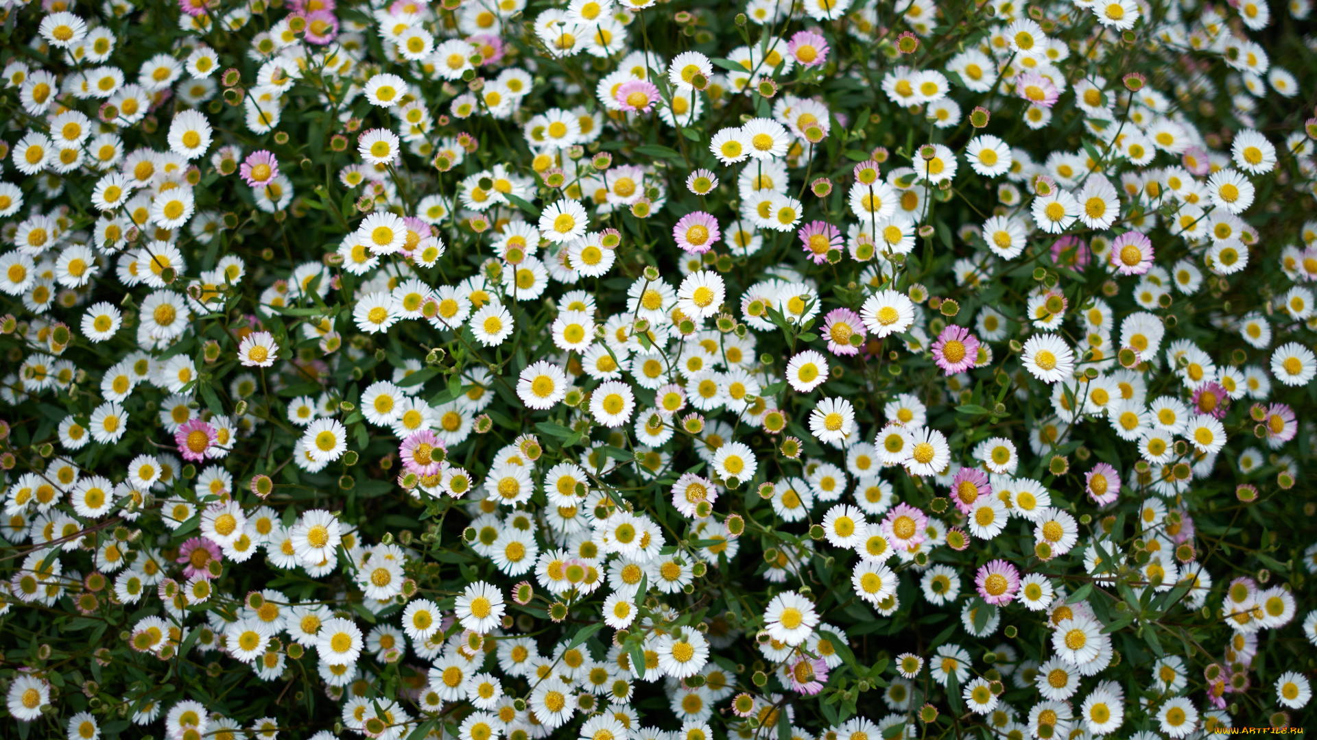 цветы, ромашки, ковёр