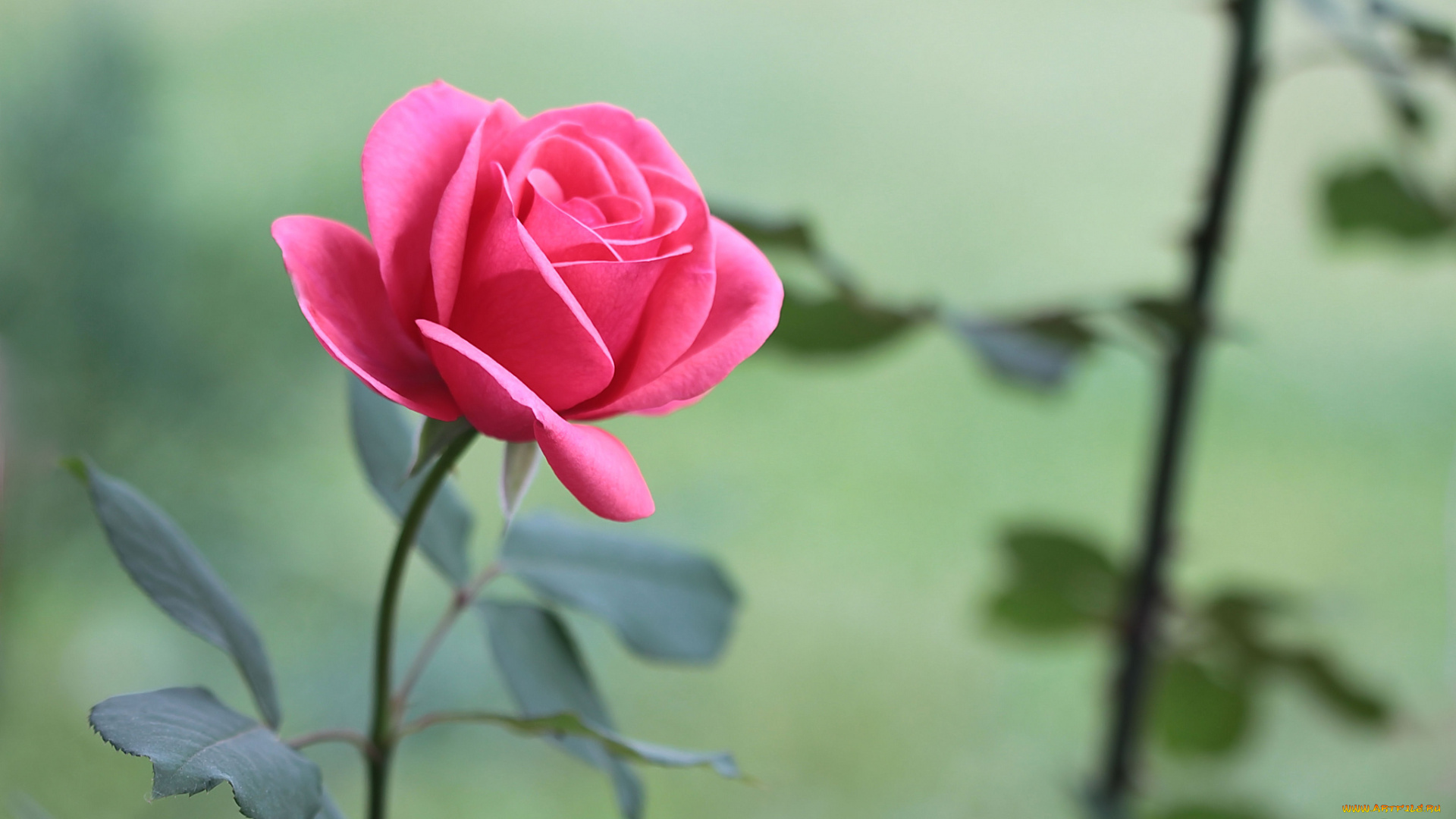 цветы, розы, бутон