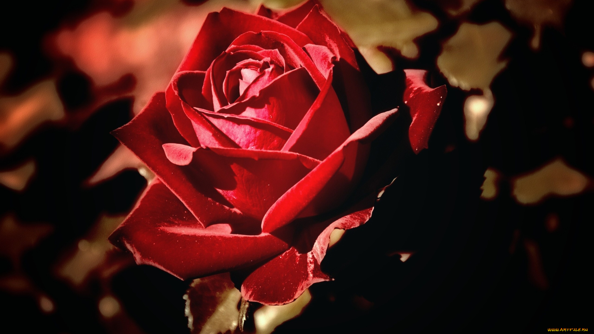 цветы, розы, бутон