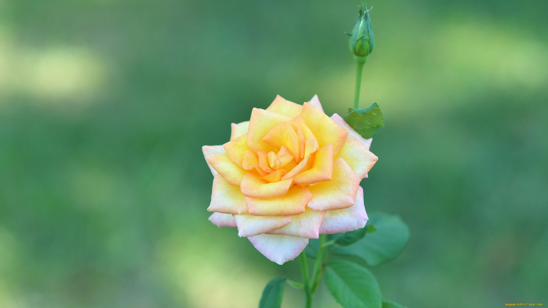 цветы, розы, бутончик