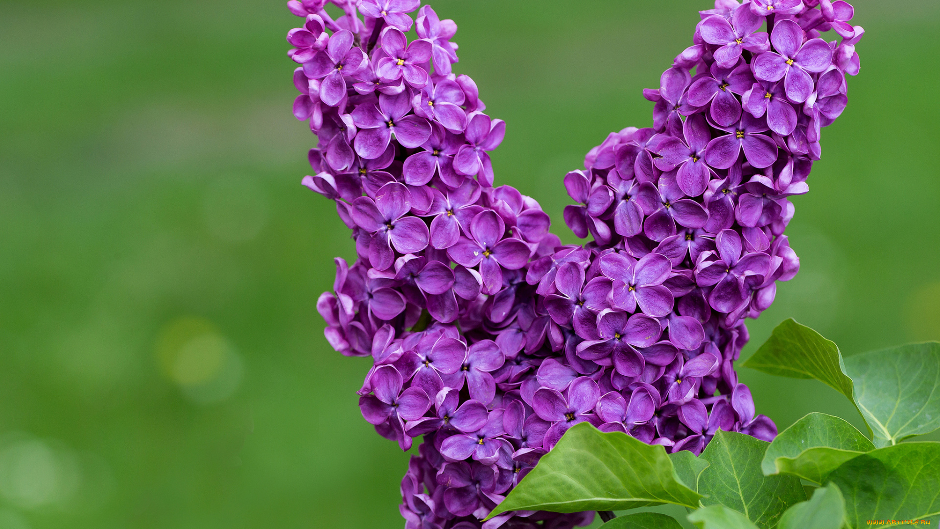 цветы, сирень, соцветия