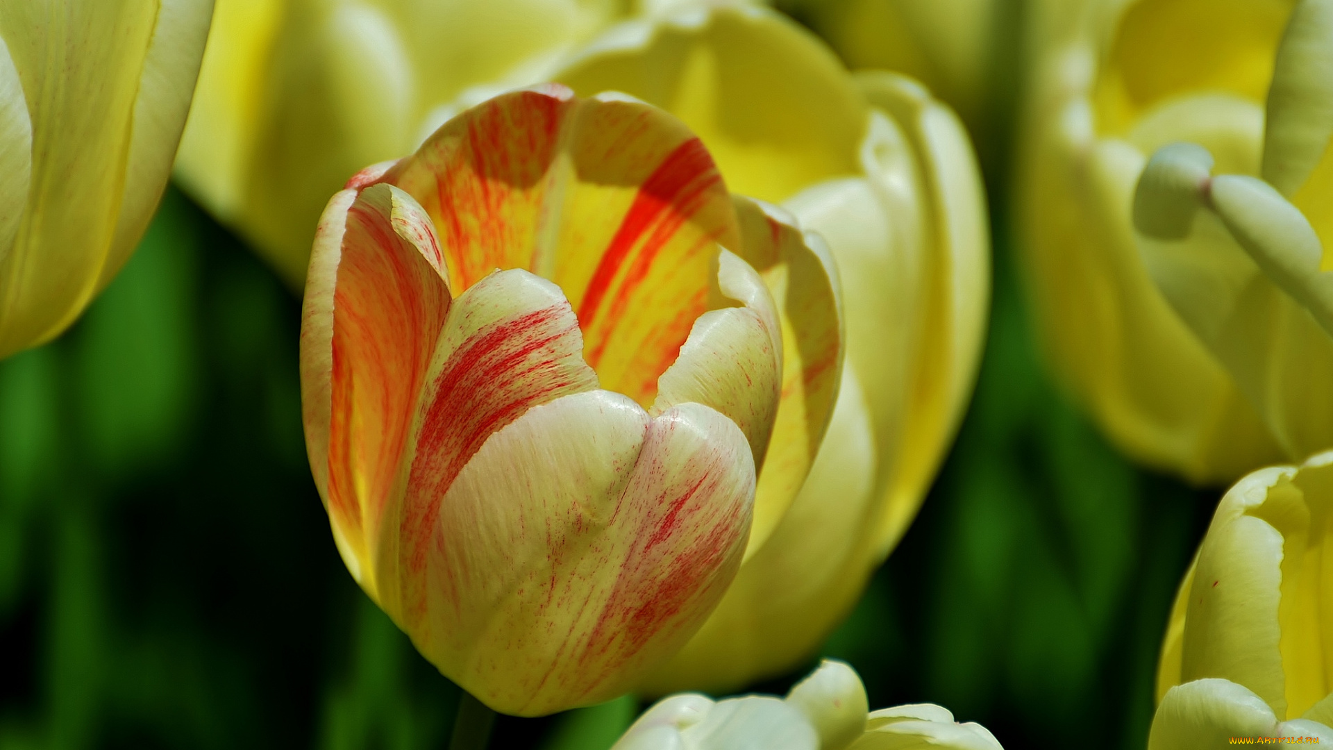 цветы, тюльпаны, бутон, макро