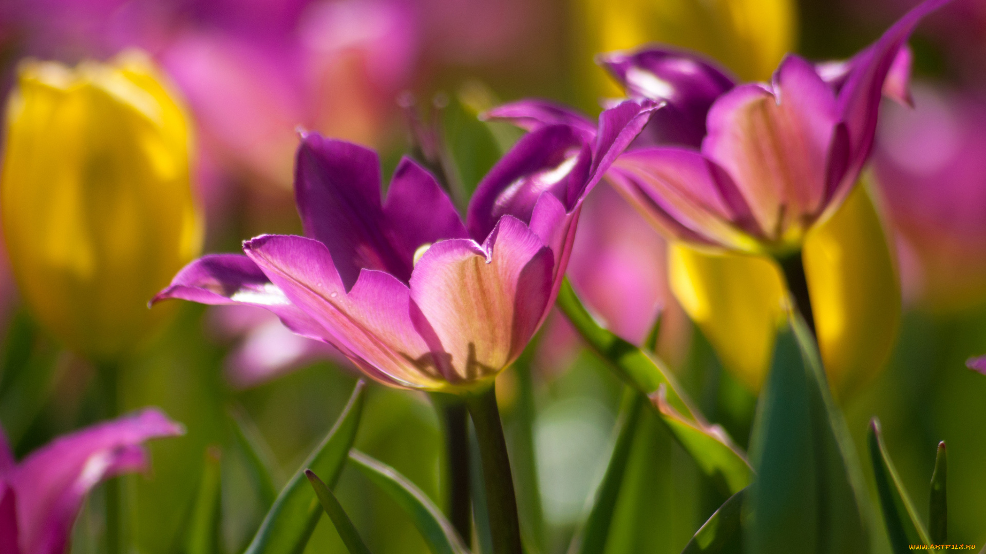 цветы, тюльпаны, бутоны