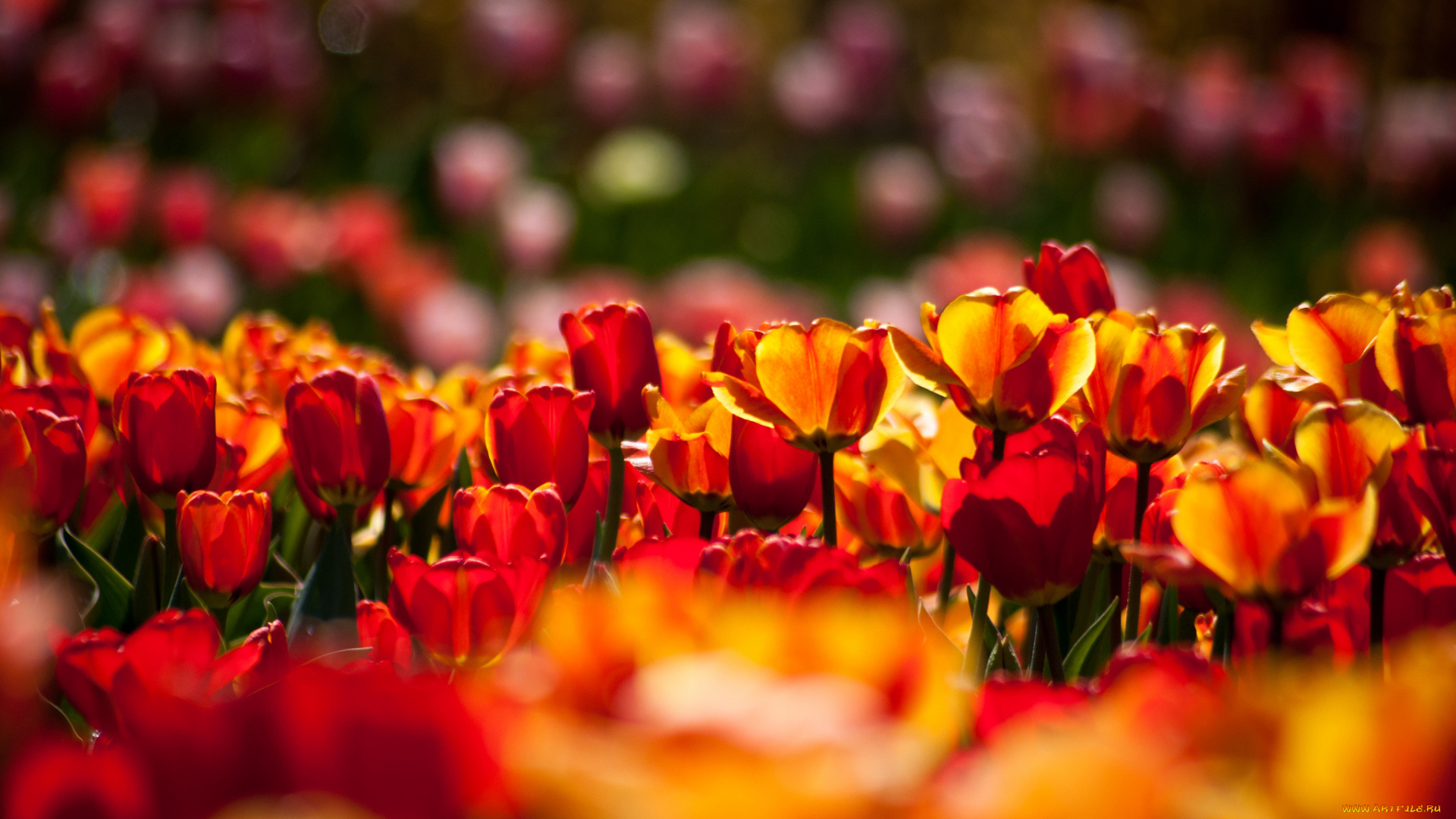 цветы, тюльпаны, бутоны