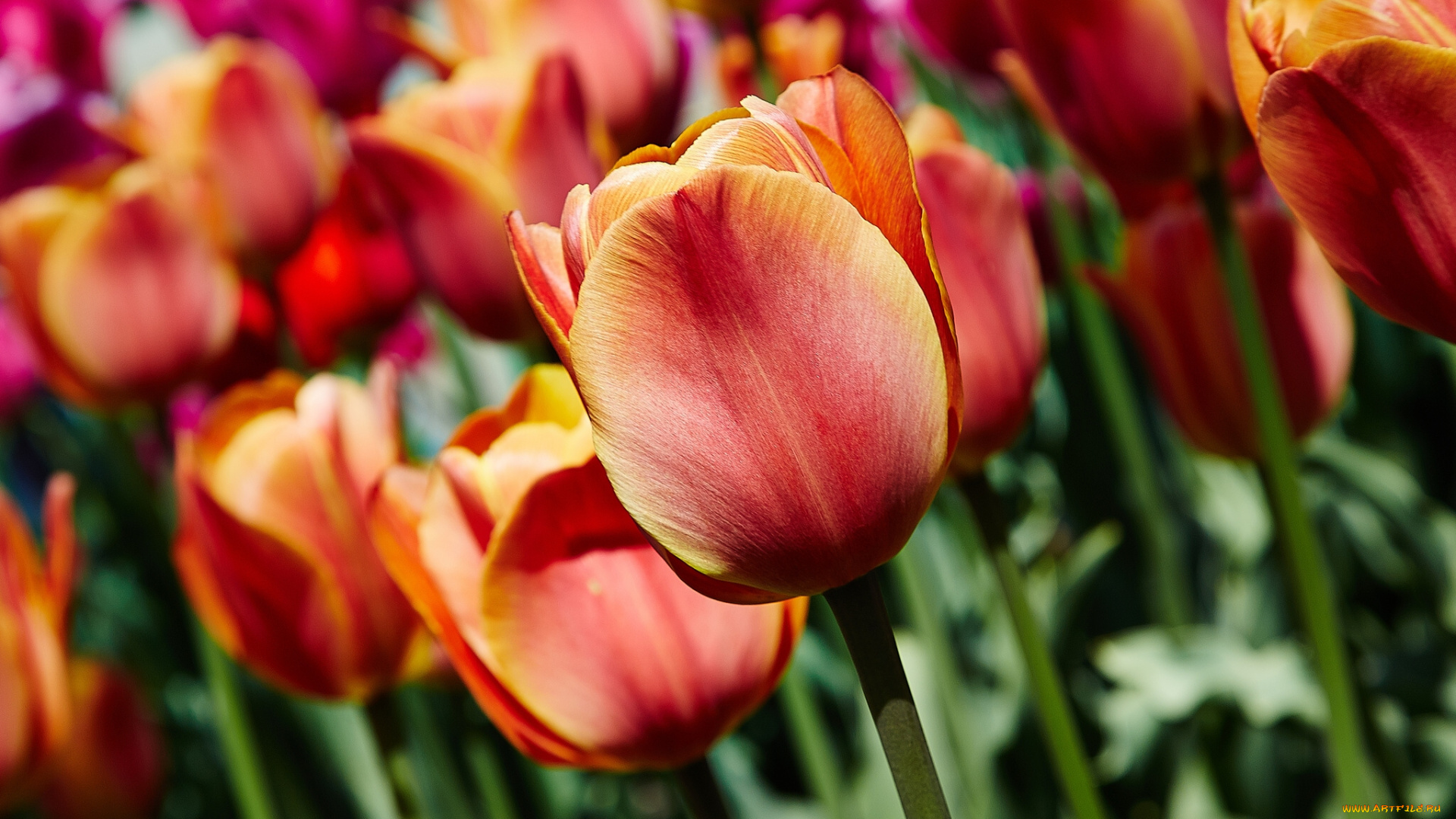 цветы, тюльпаны, бутоны