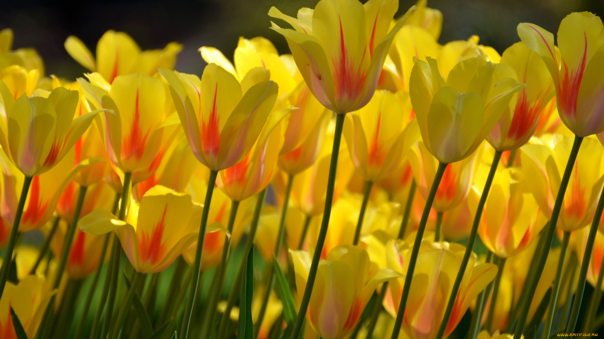 цветы, тюльпаны, бутоны, жёлтые