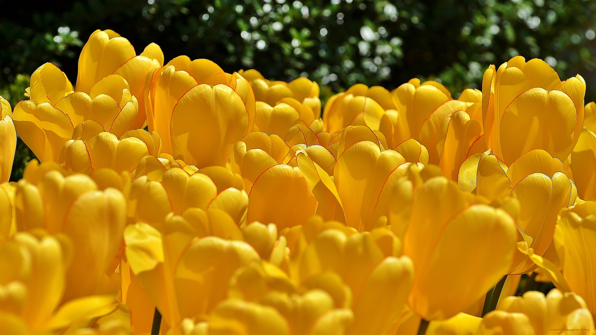цветы, тюльпаны, жёлтые, бутоны, много