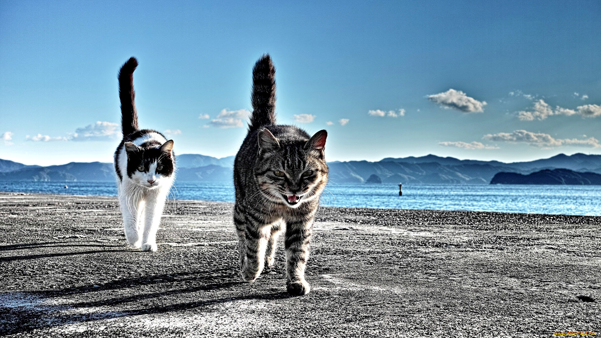 хвостатый, вояж, животные, коты, море, пляж, хвосты, прогулка