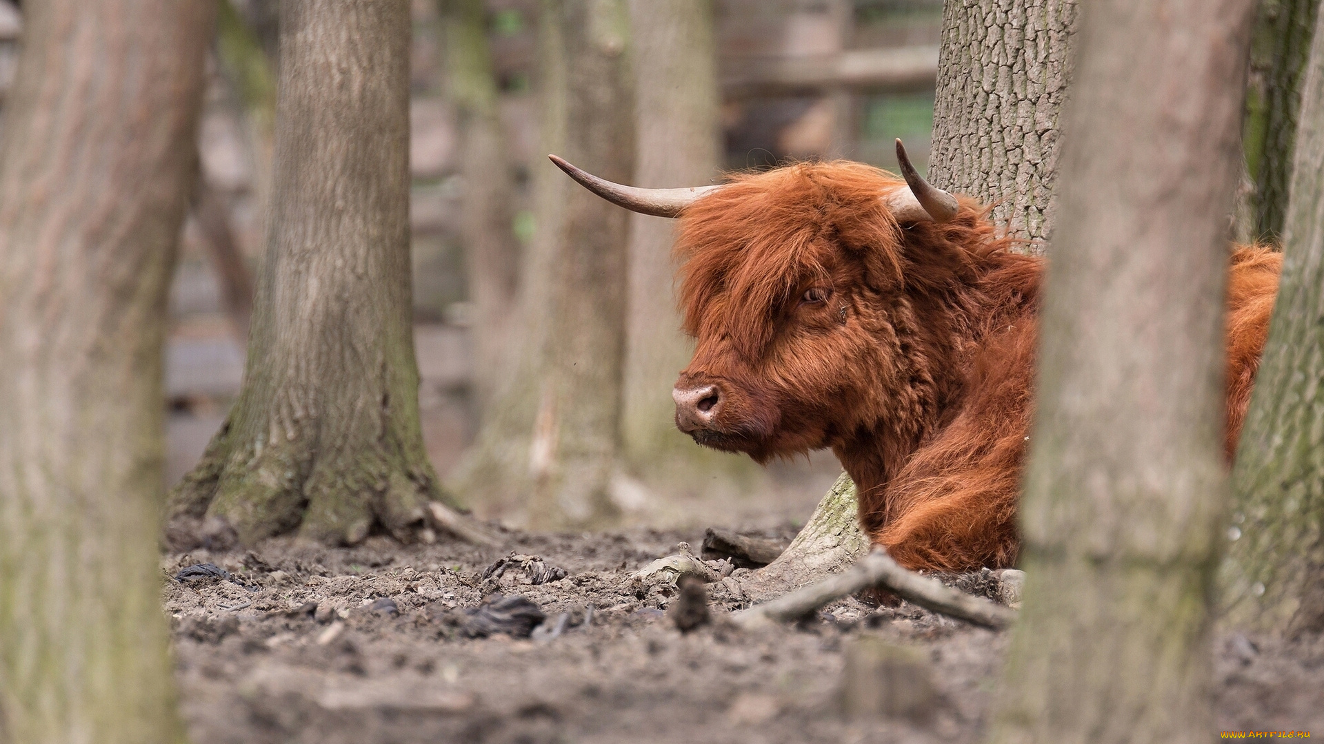 животные, коровы, буйволы, деревья