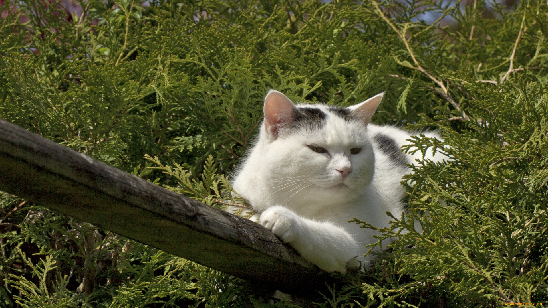 животные, коты, доска, туя