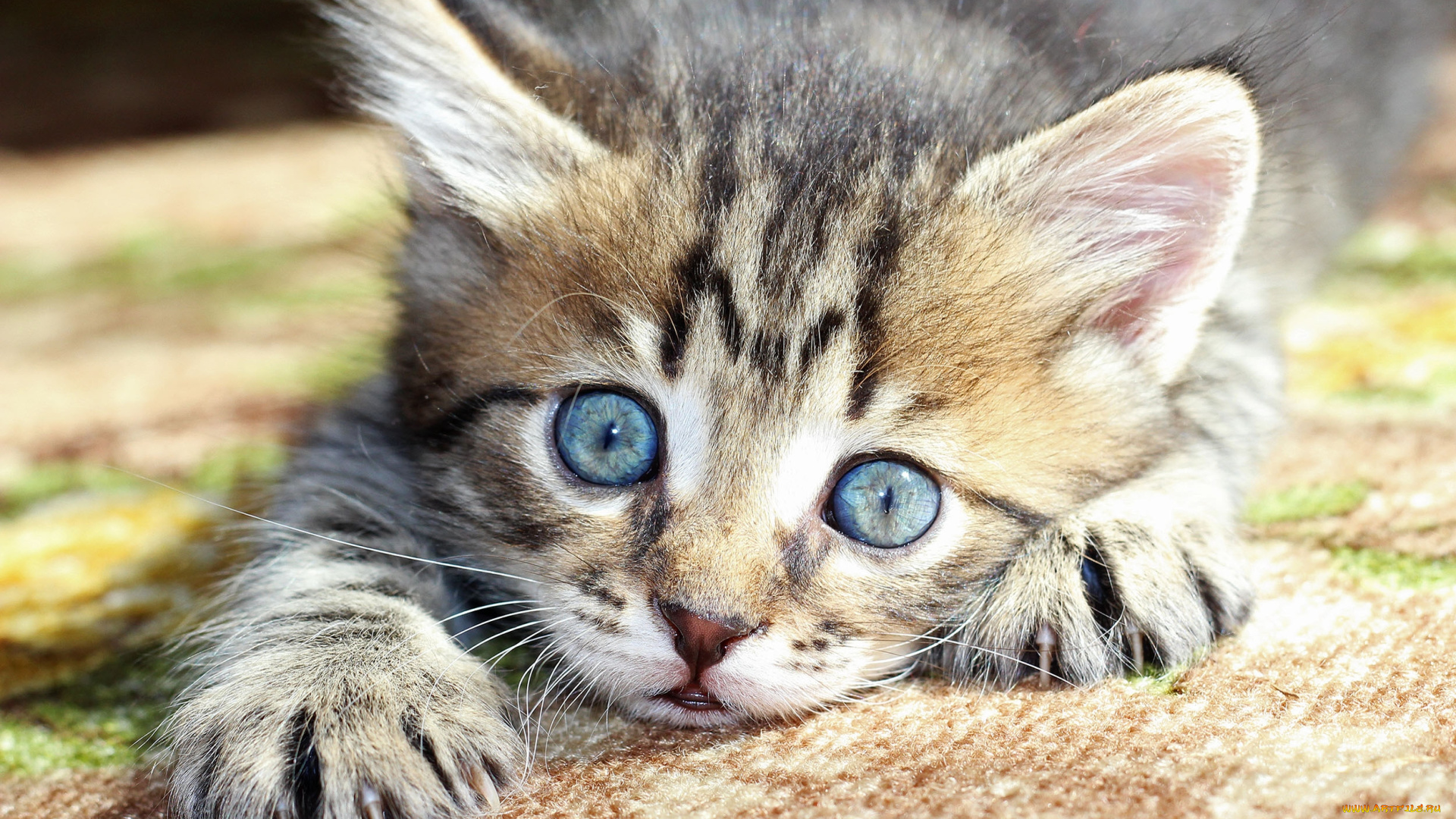 животные, коты, котёнок