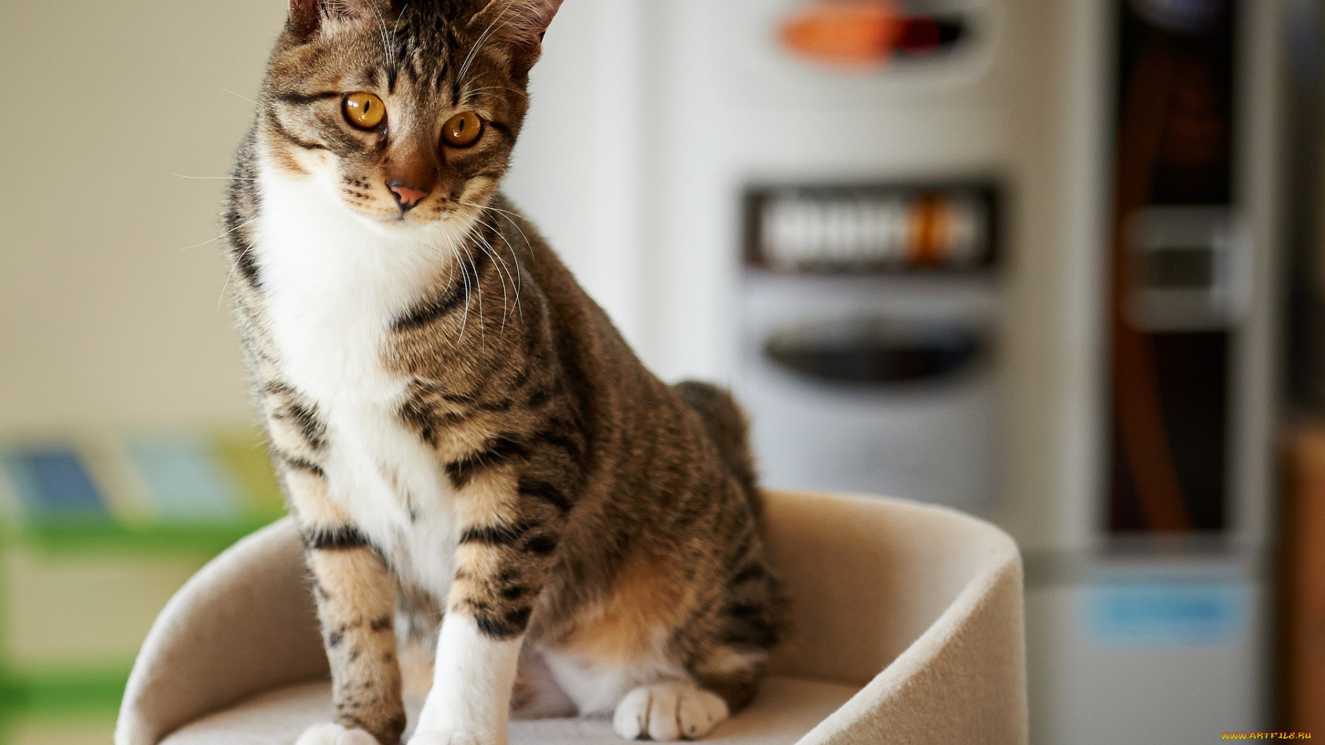 животные, коты, стульчик