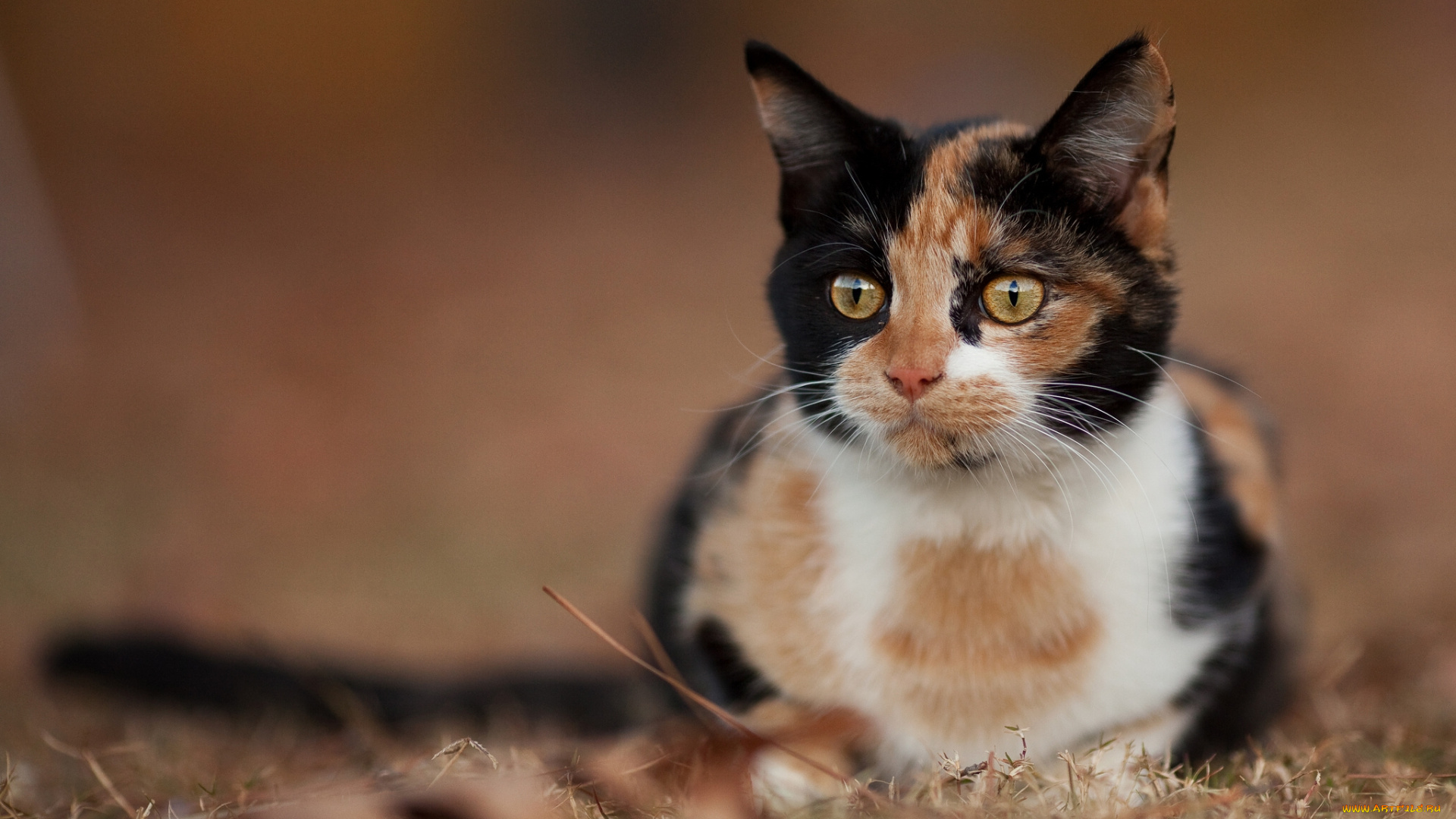 животные, коты, взгляд