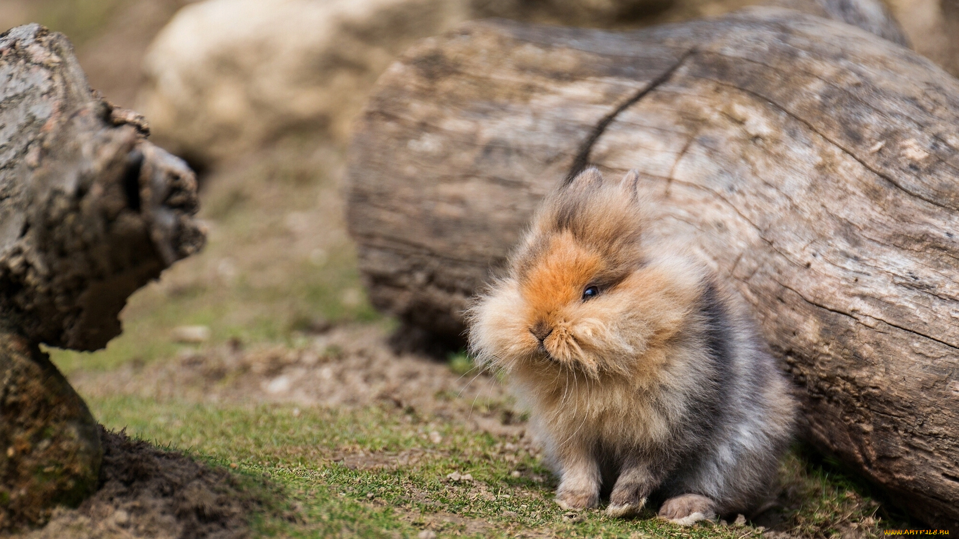 животные, кролики, зайцы, кролик, пушистый, бревно