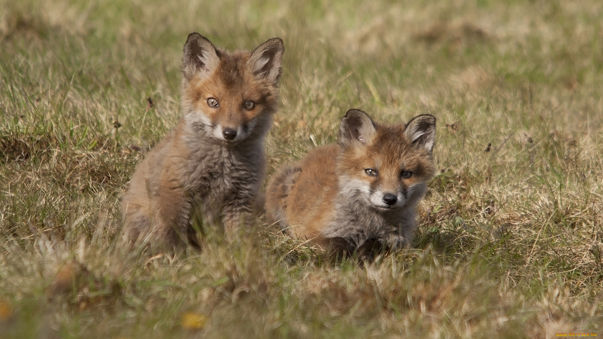 животные, лисы, детёныши, лисята