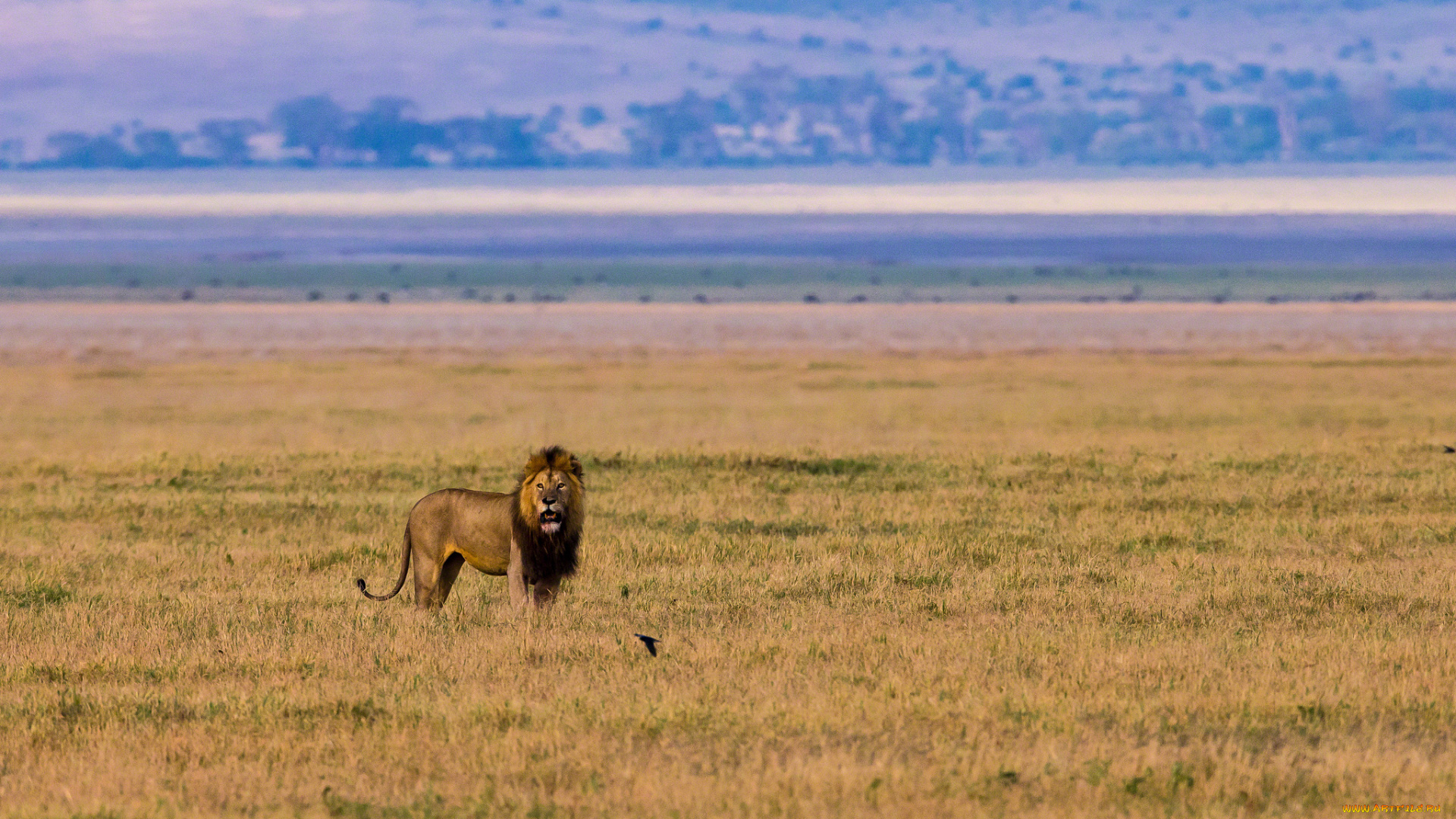 животные, львы, царь, саванна