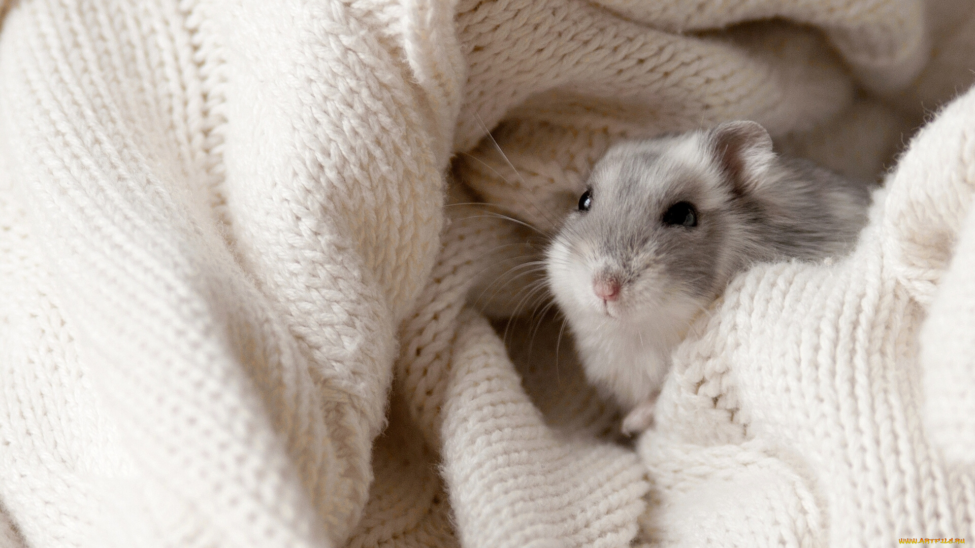 животные, морские, свинки, хомяки, грызун, хомяк