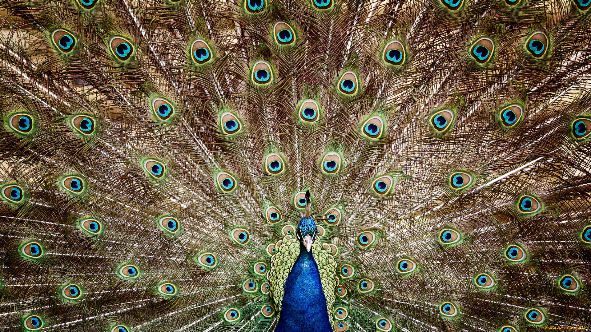 животные, павлины, перья, хвост