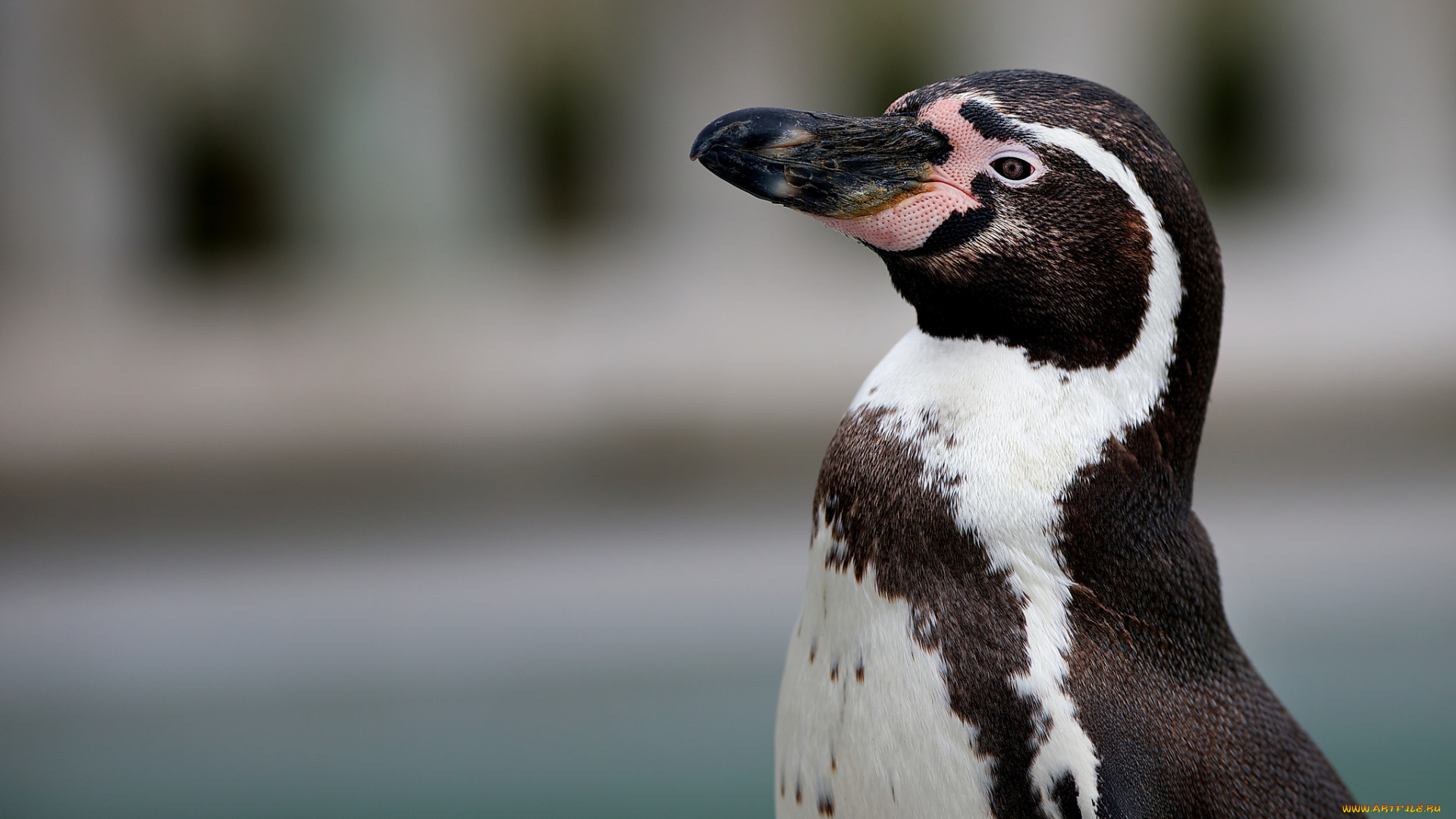 животные, пингвины, птица, гордый