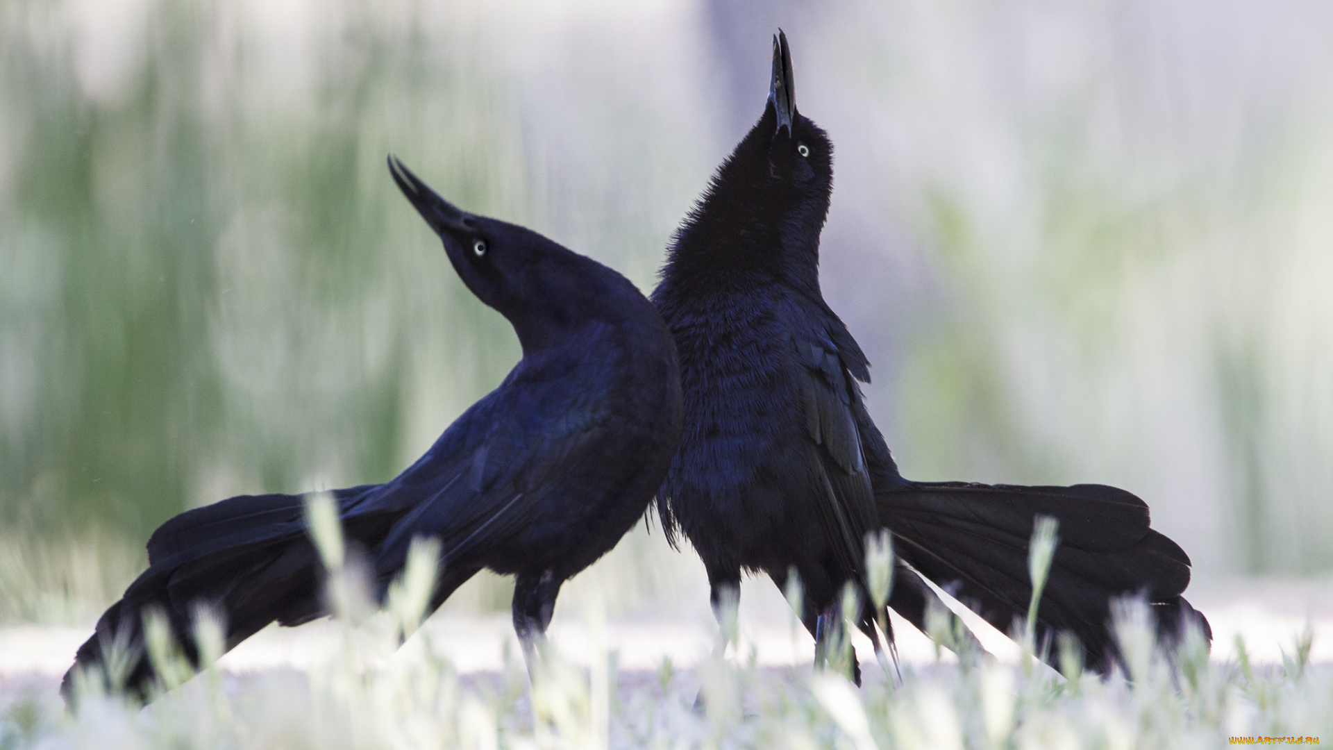 животные, птицы, большехвостый, гракл